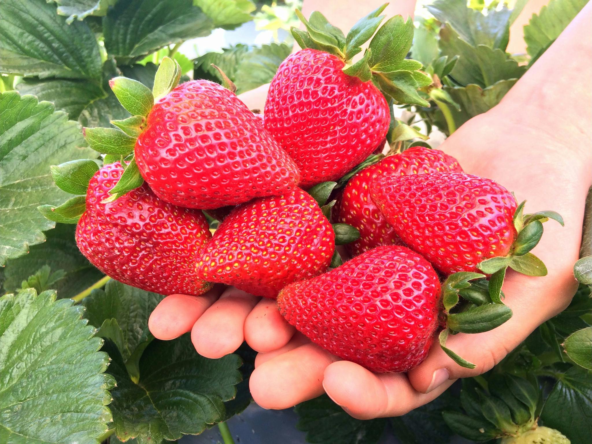 Ashbern Farms fresh picked strawberries Ashbern Farms fresh picked strawberries