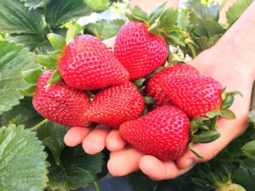 Ashbern Farms fresh picked strawberries