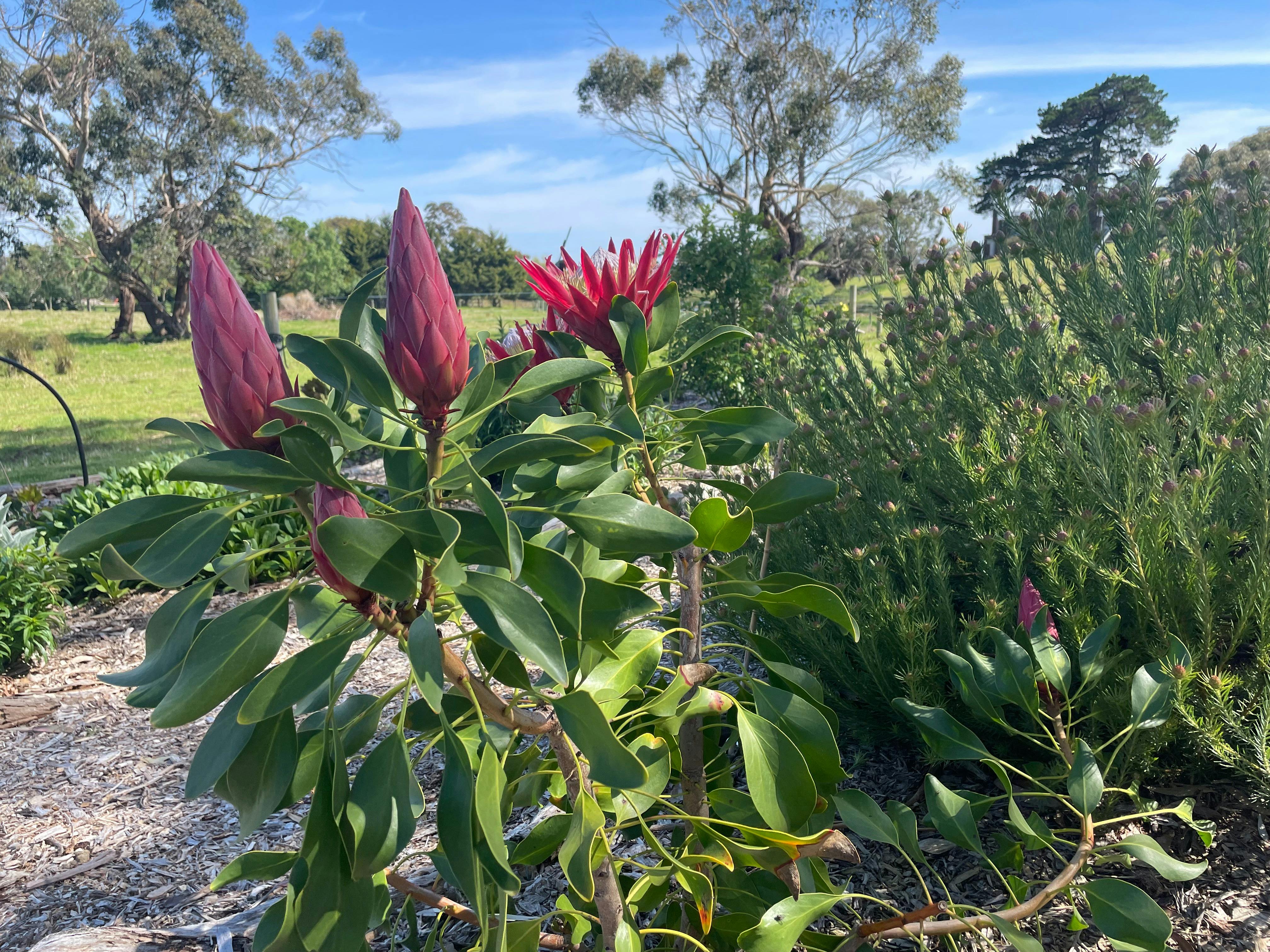 Open Gardens Victoria - Tahree
