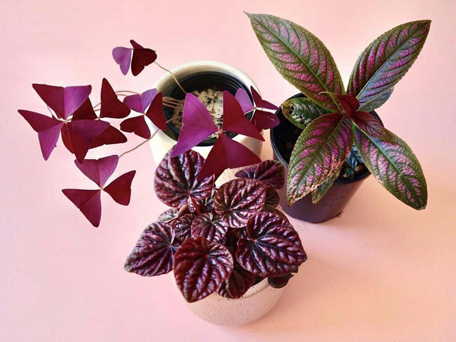 Image for Adelaide - Huge Indoor Pink Plant Party!