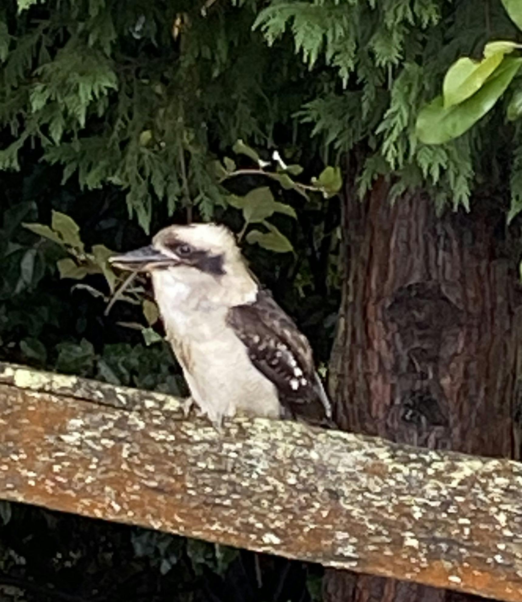 The Australian  iconic Kookaburra  at Scribbly Farm