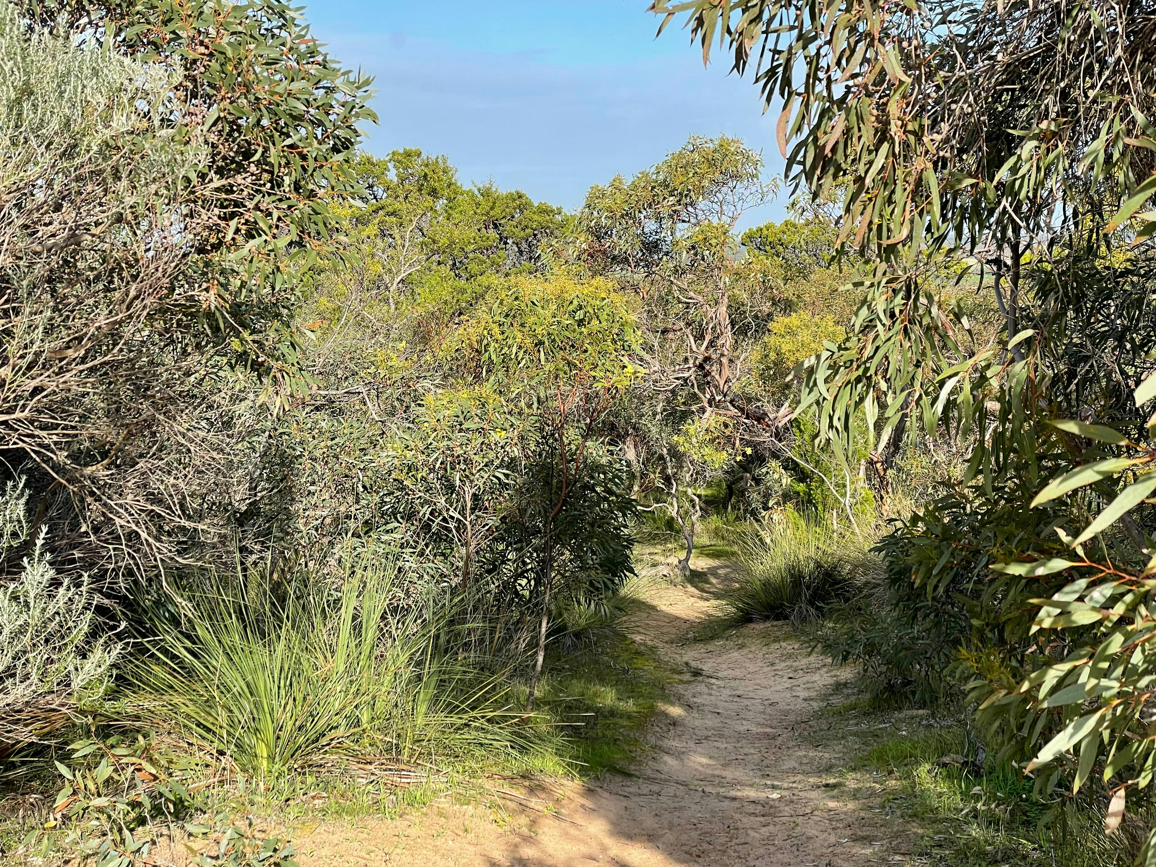 Meningie Lions Walking Trail