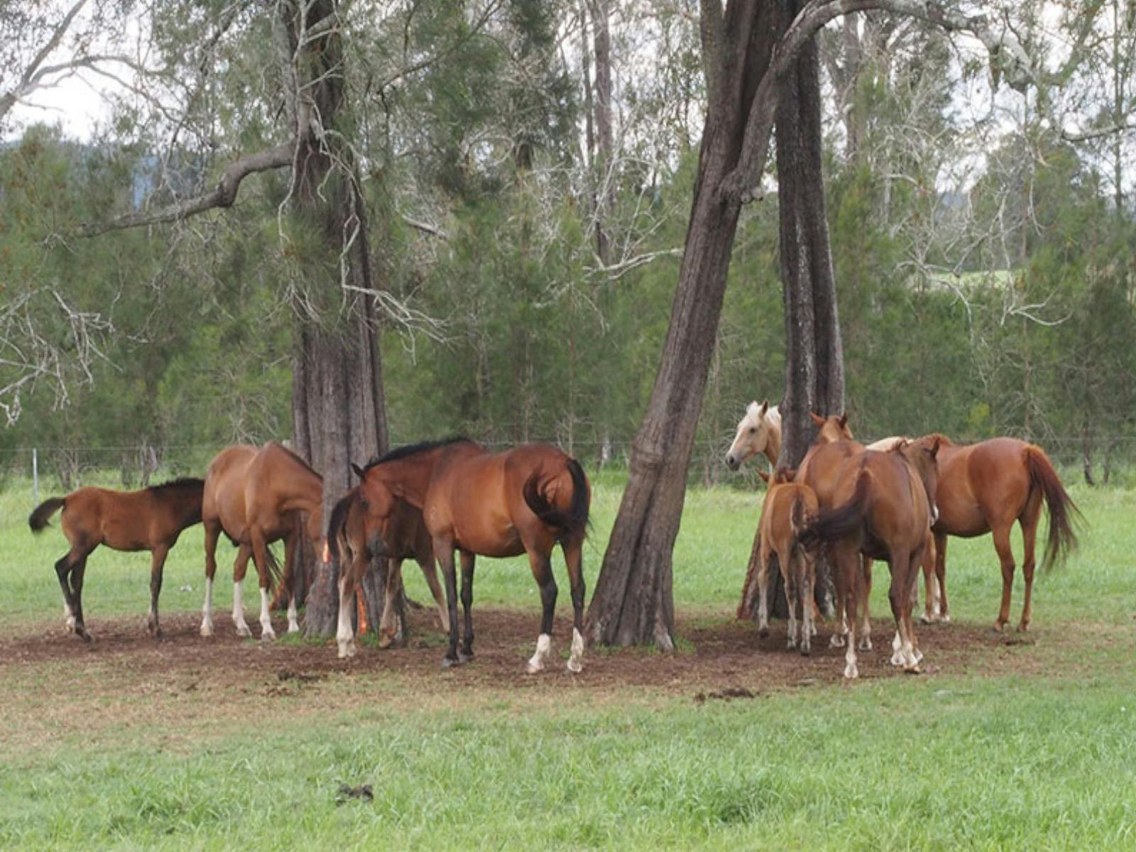 トカルファーム