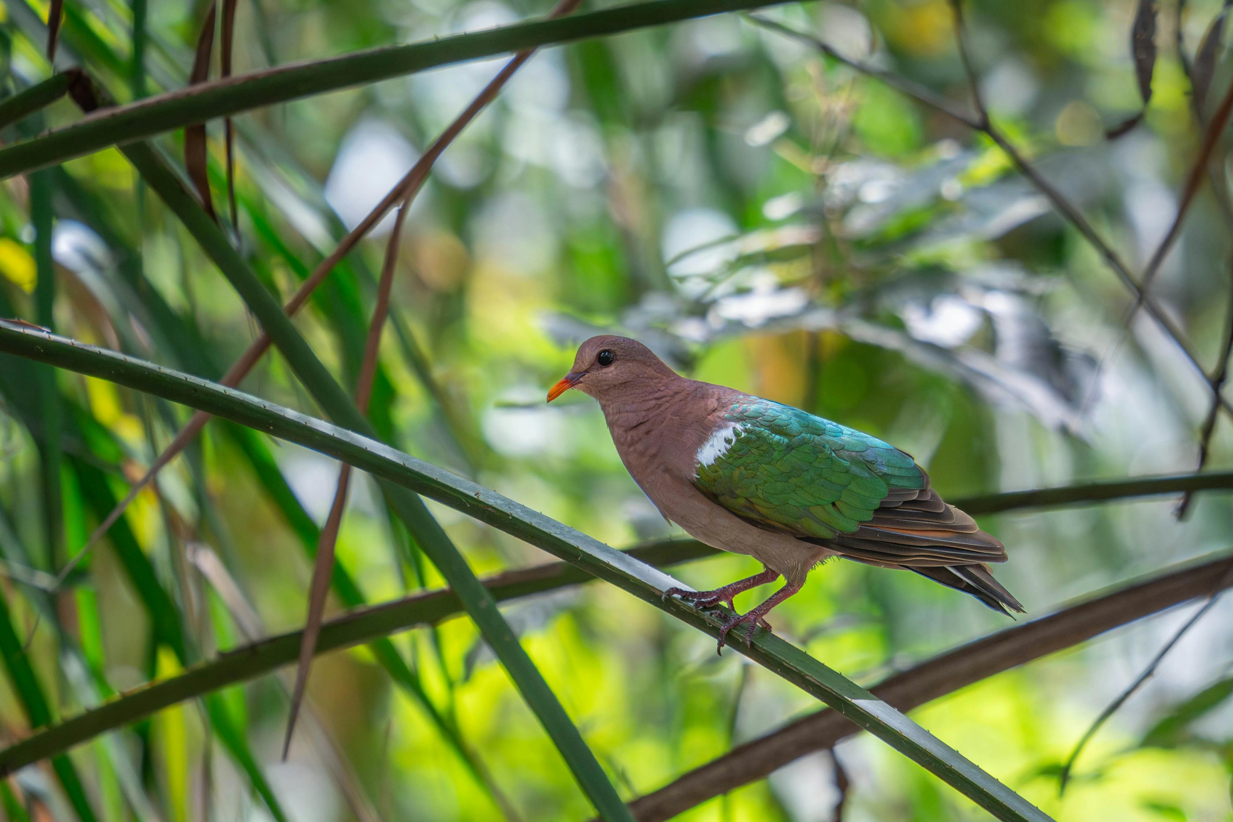 Wildlife Surrounds
