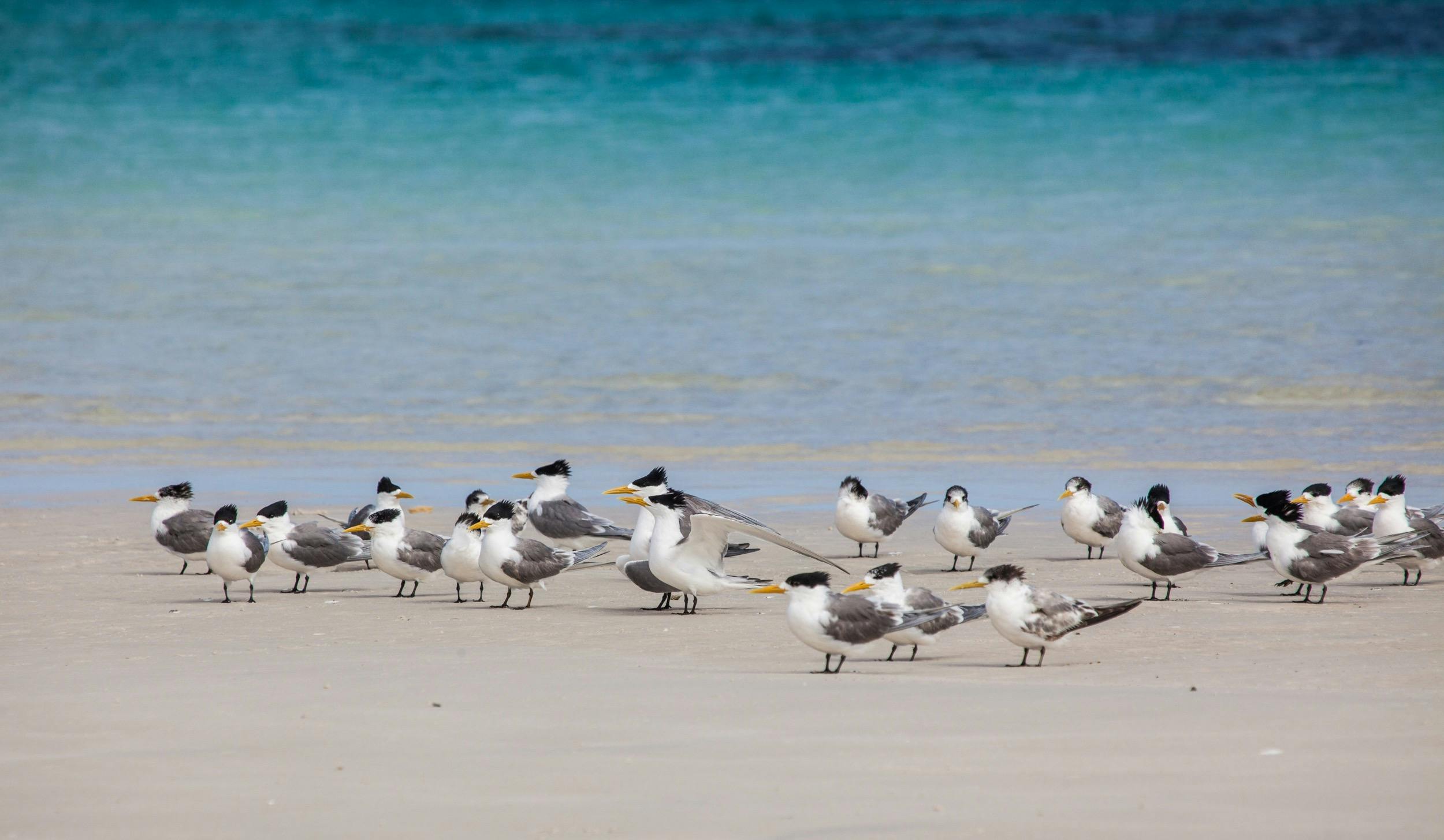 Crested Terns