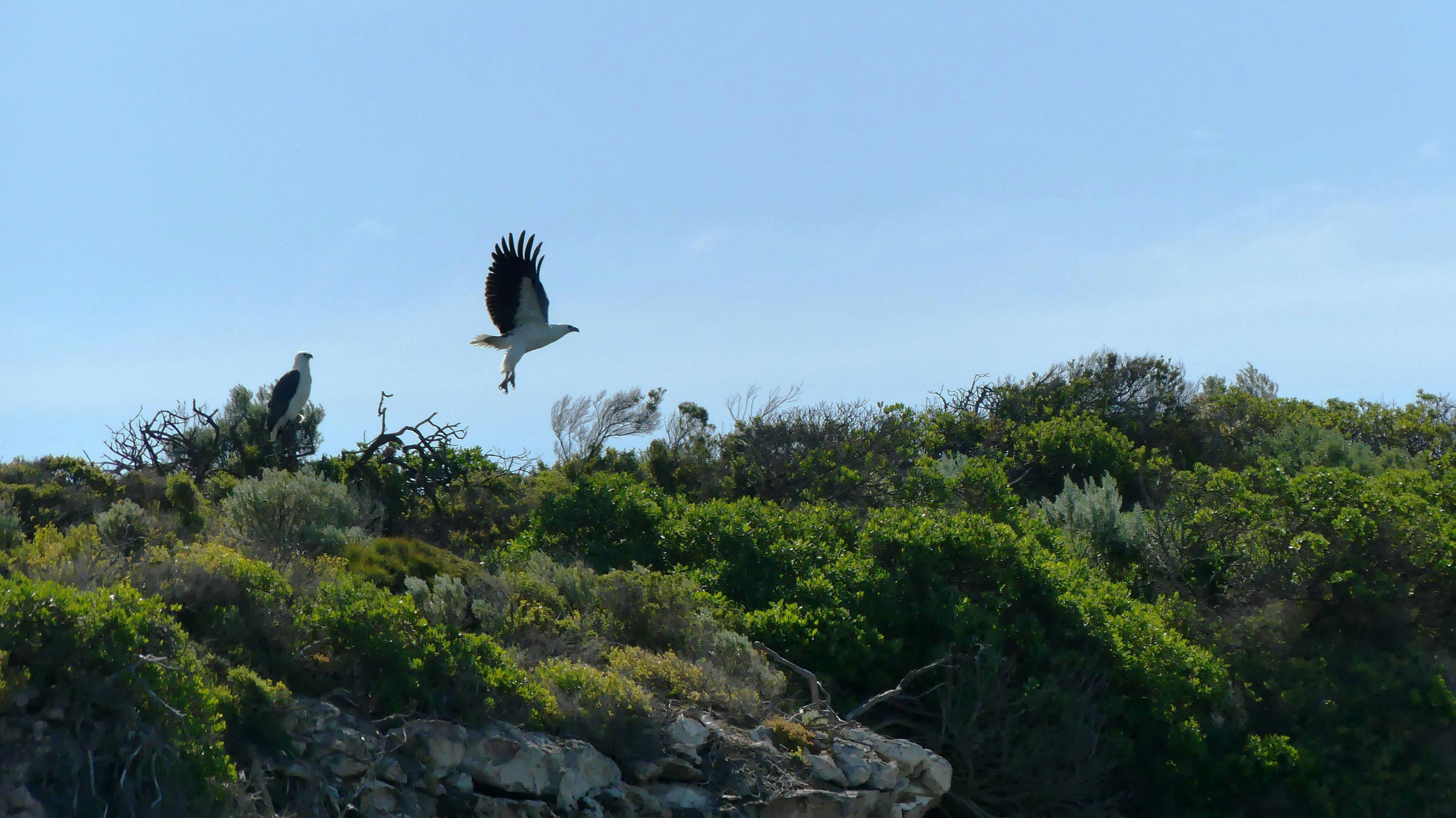 Wildlife photography Bottom end of South Australia