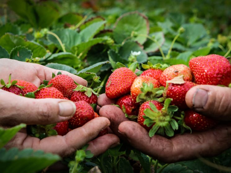Two handfuls of strawberries