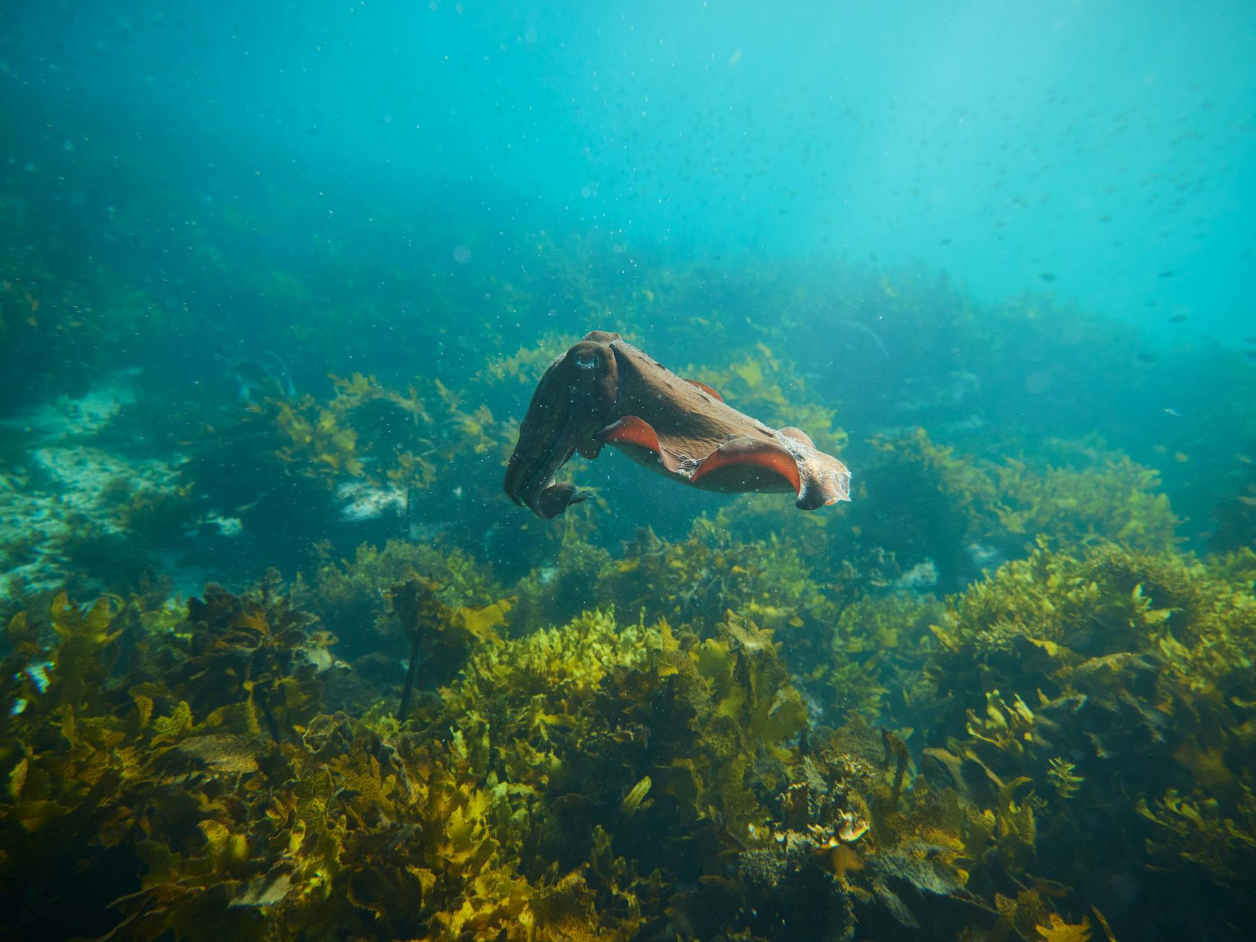 eco tours manly snorkeling at shelly beach eco tour