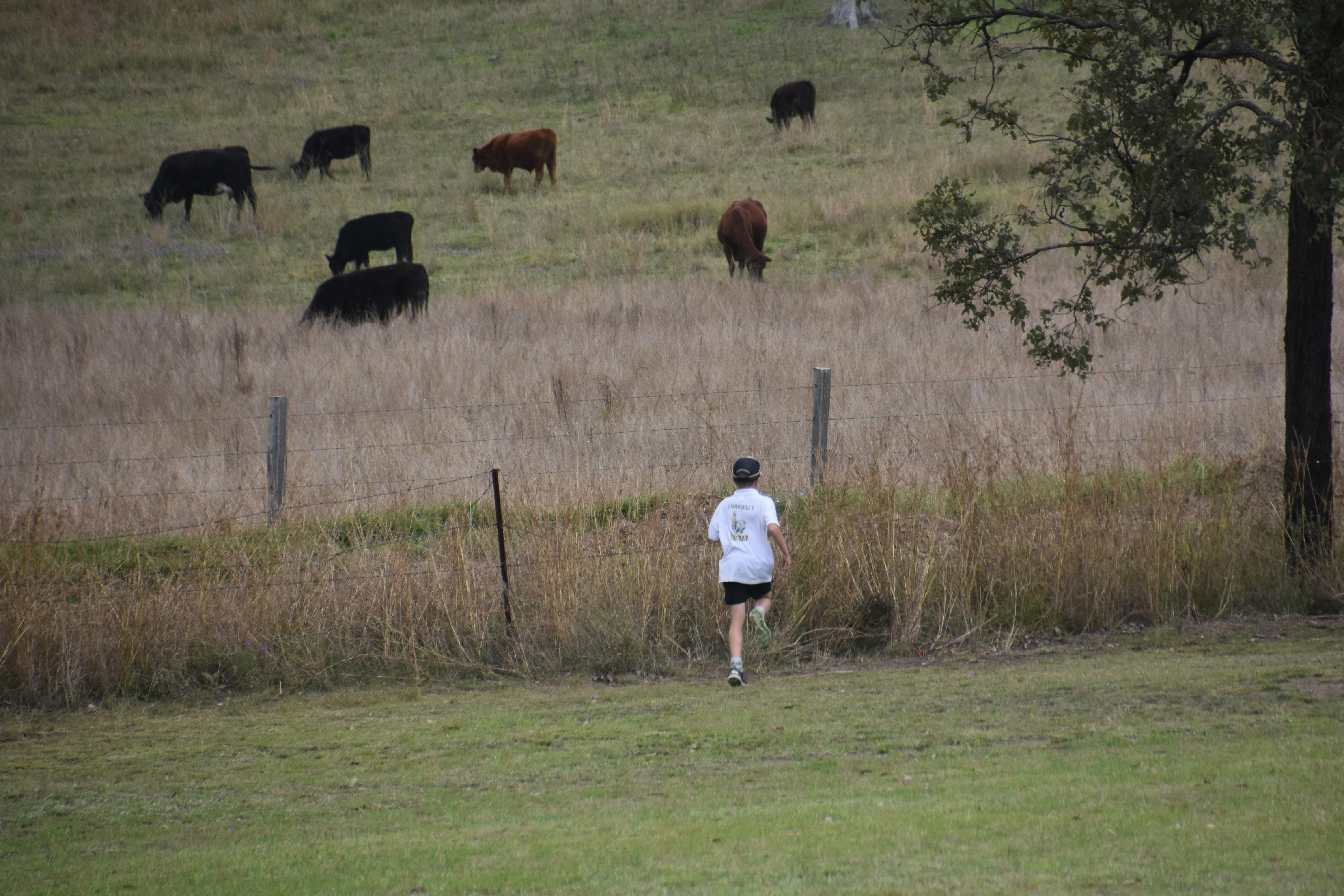 Looking for the ball in the long grass with cattle in back ground