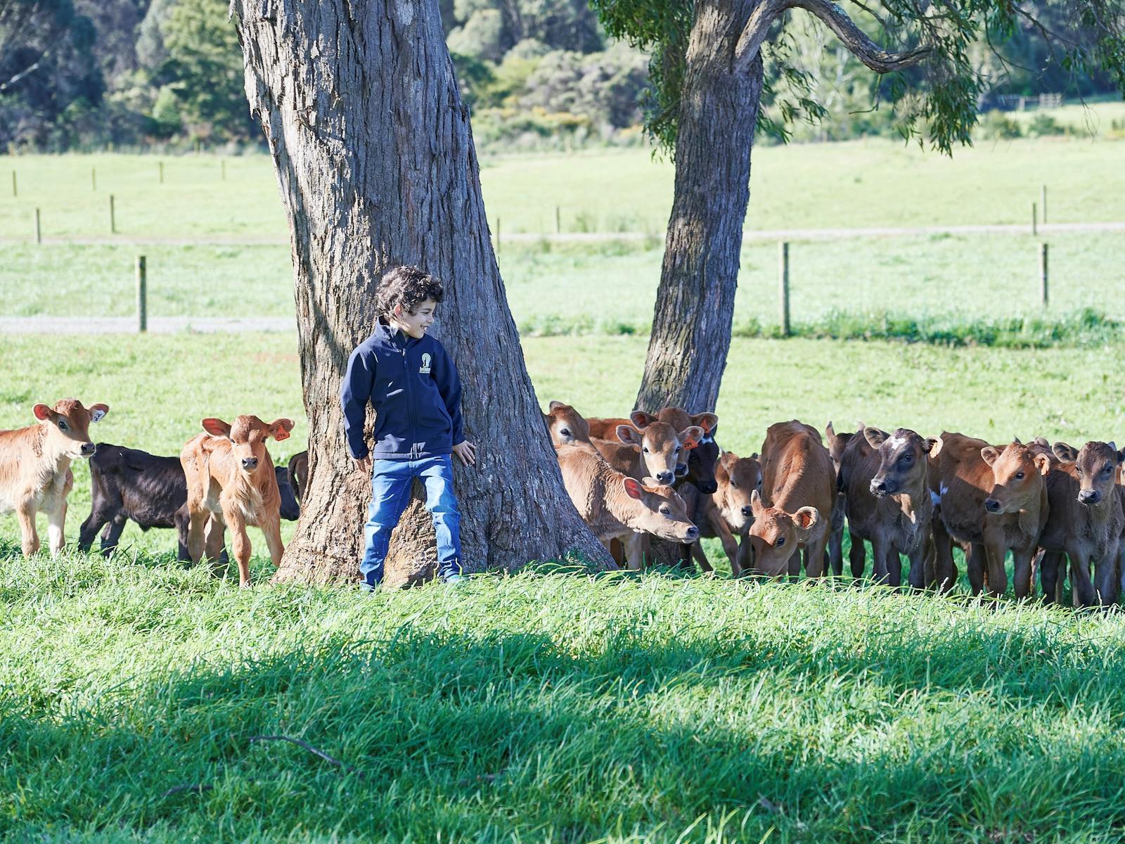 A little boy hiding behind a tree, playing with young calves.