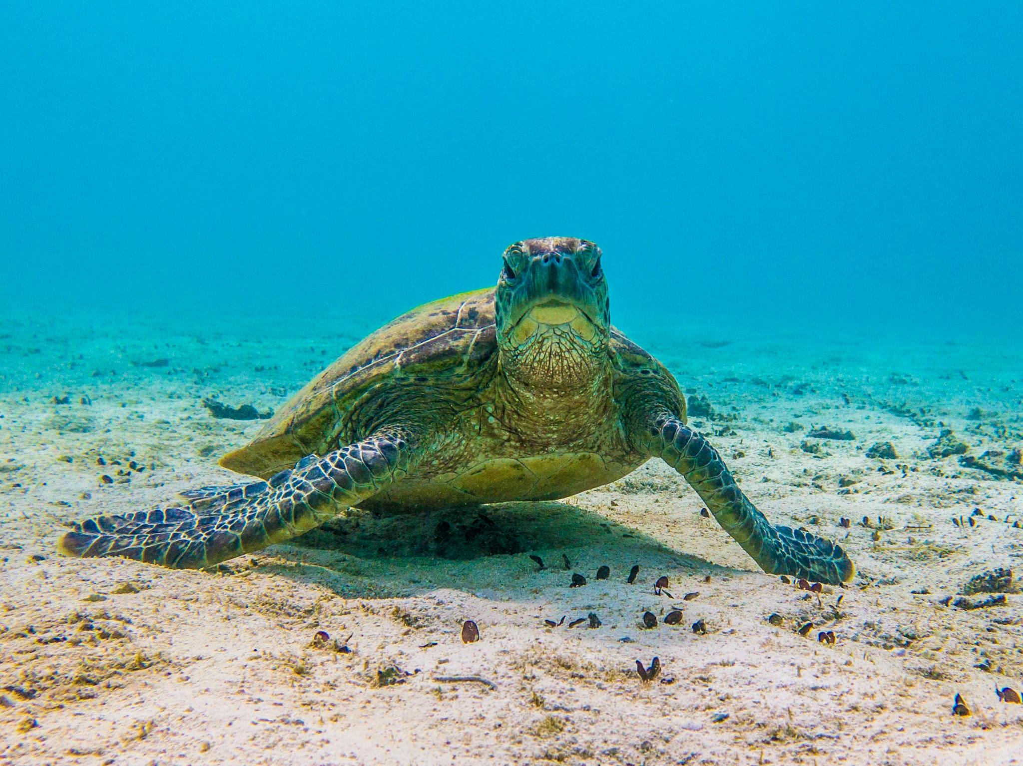 Ocean Eco Adventures, Exmouth, Western Australia