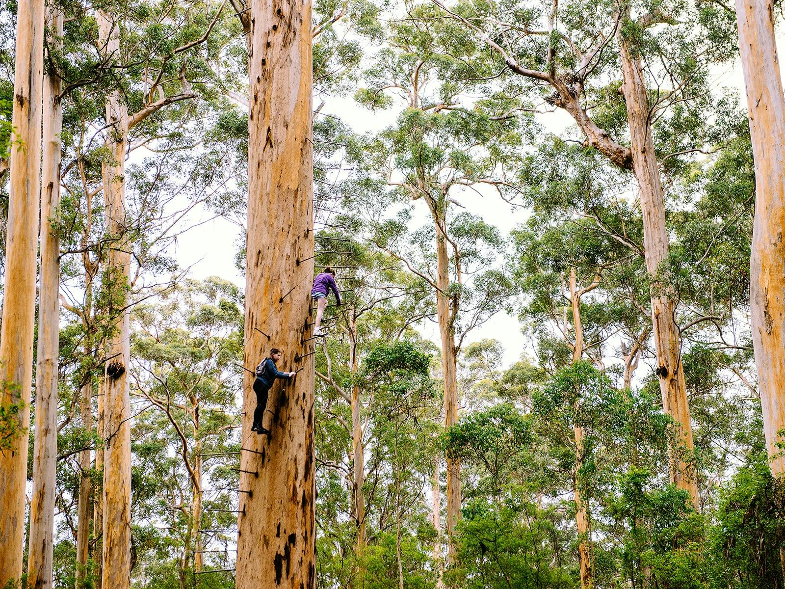 Dave Evans Bicentennial Tree
