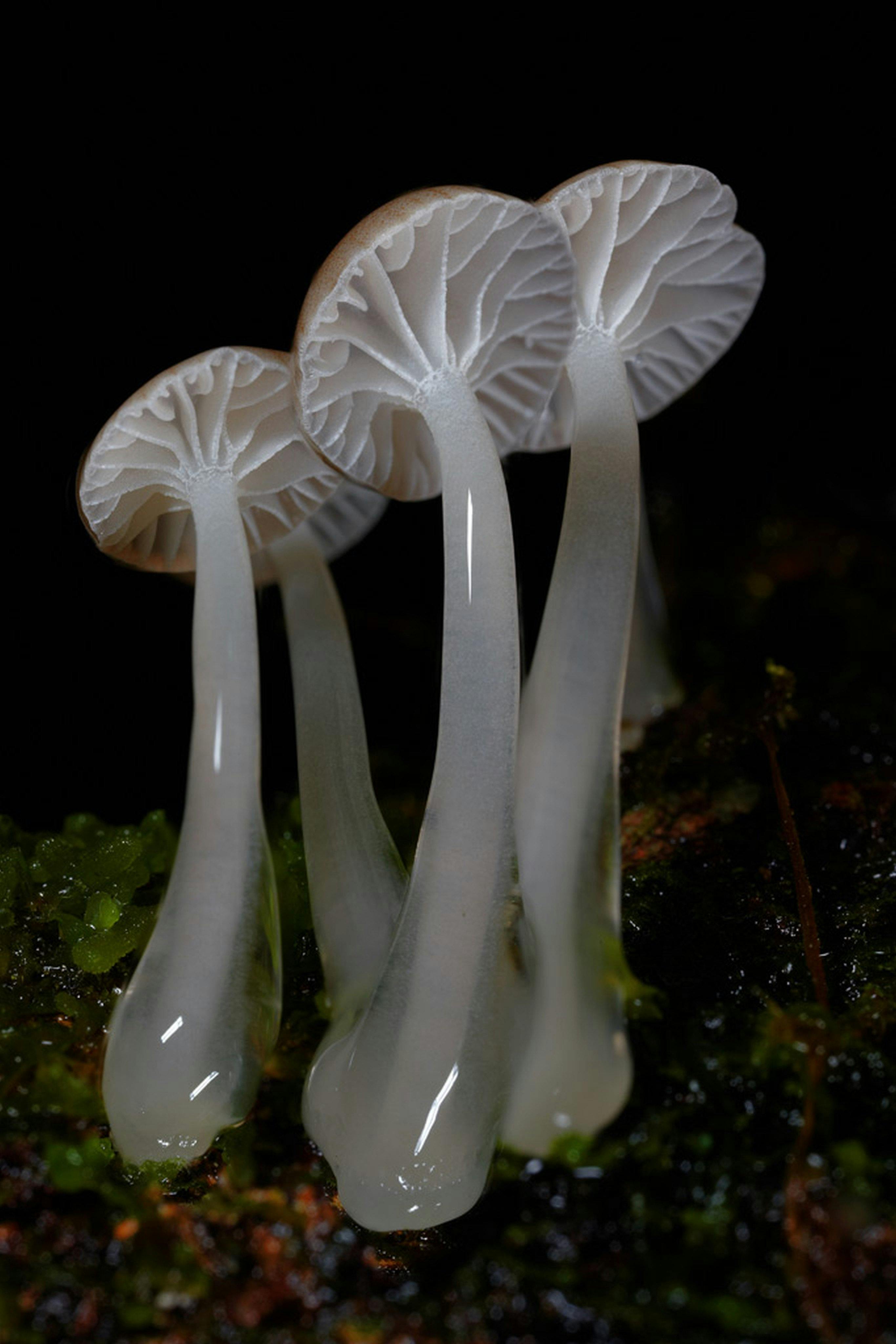 3 white fungi