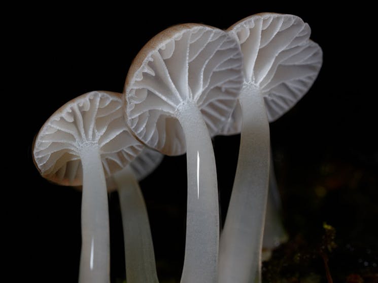 3 white fungi
