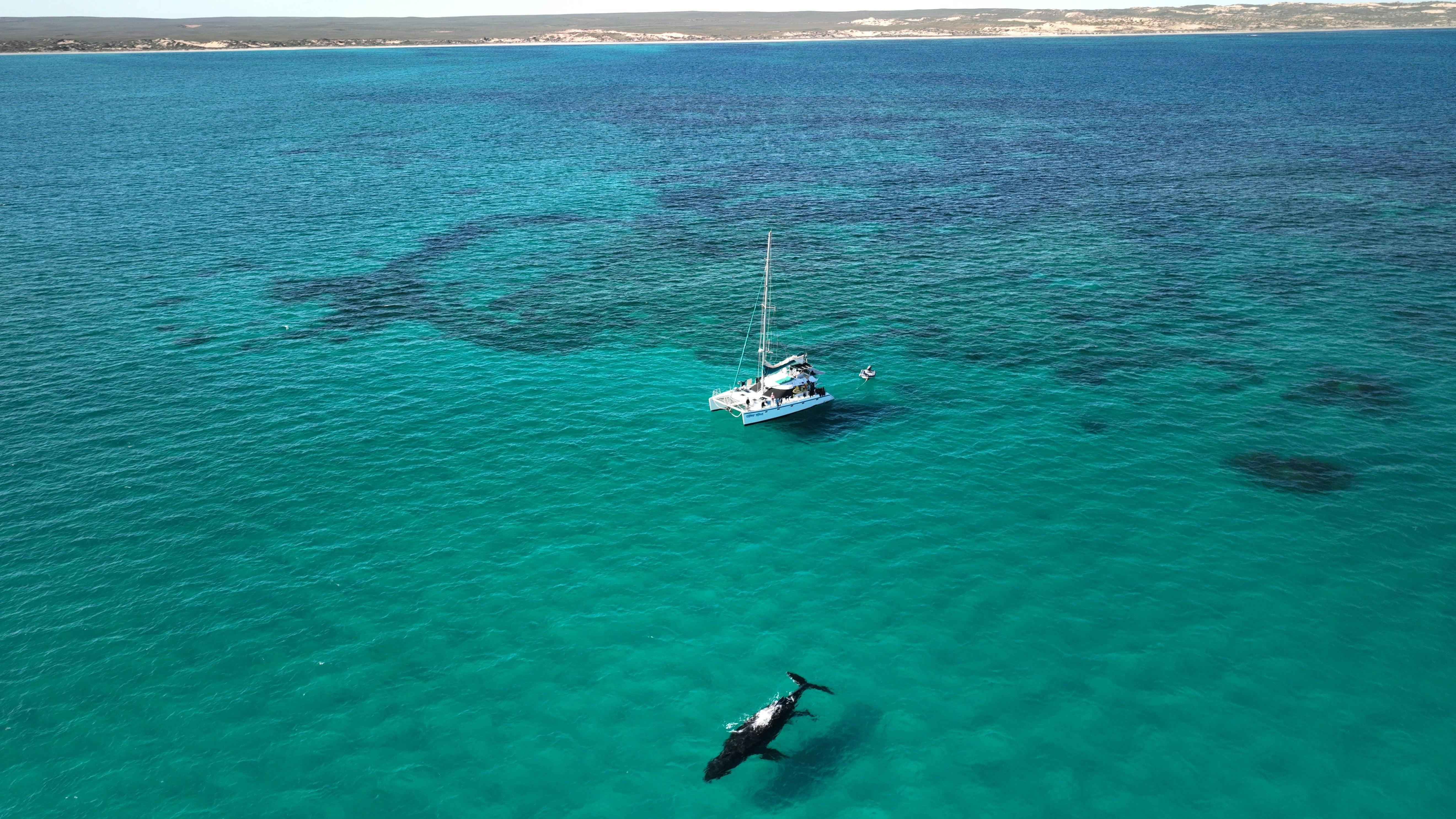 Shore Thing with a humpback whale in the foreground