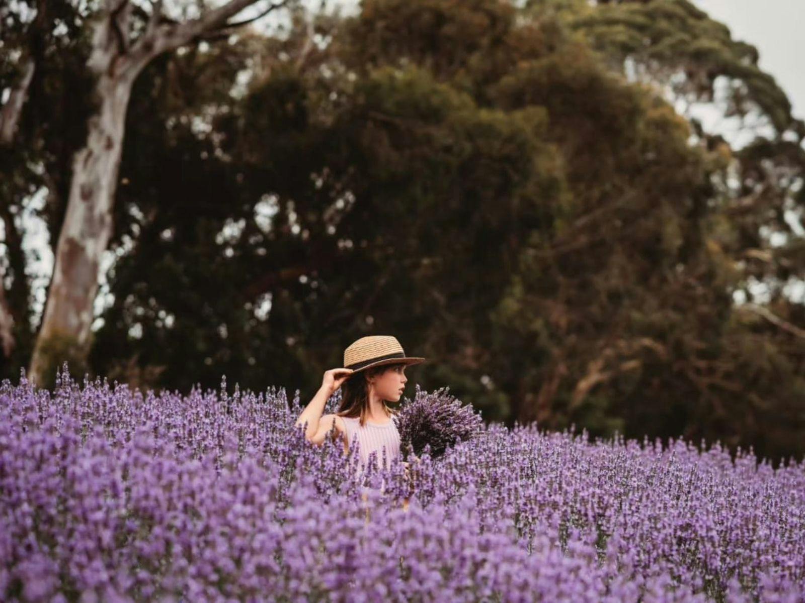 Hahndorf Lavender Estate Farm