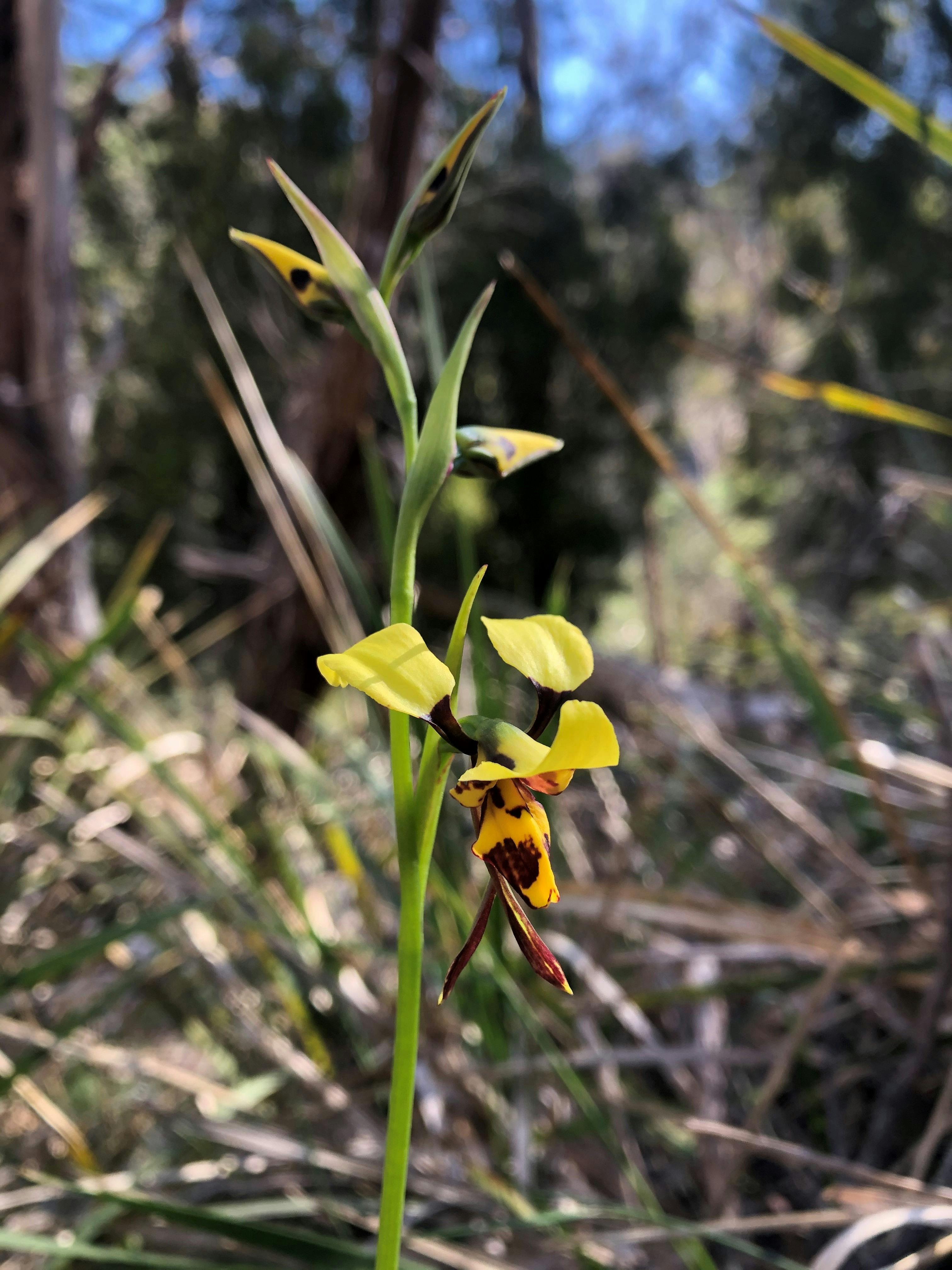 Wildflower