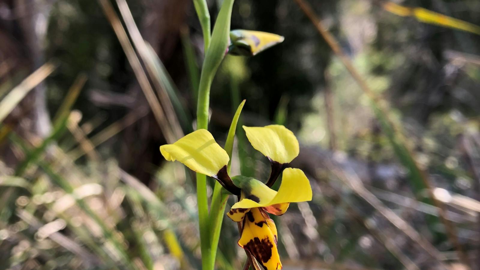 Donkey Orchid