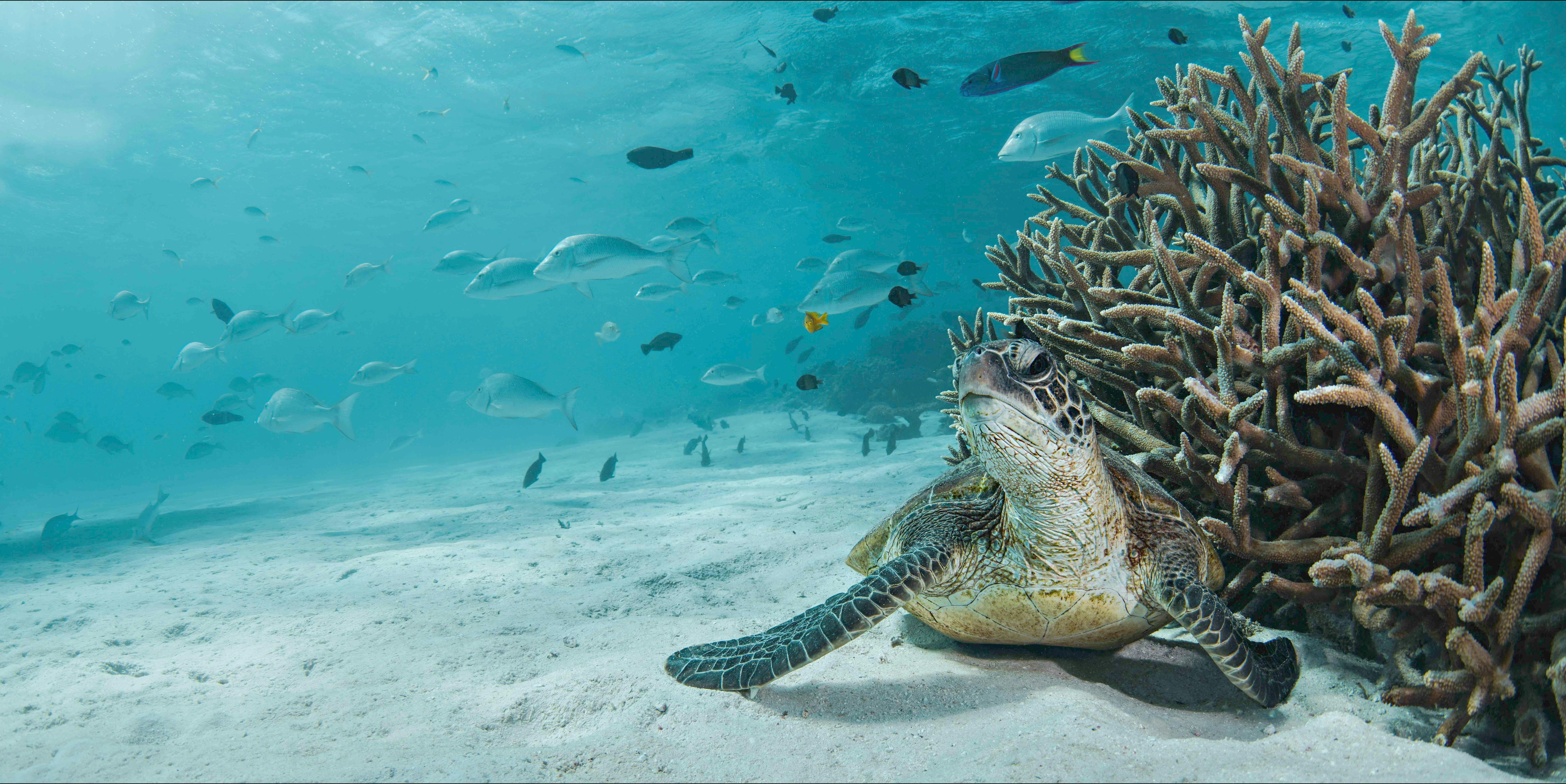 A green turtle resting amongst staghorn corals