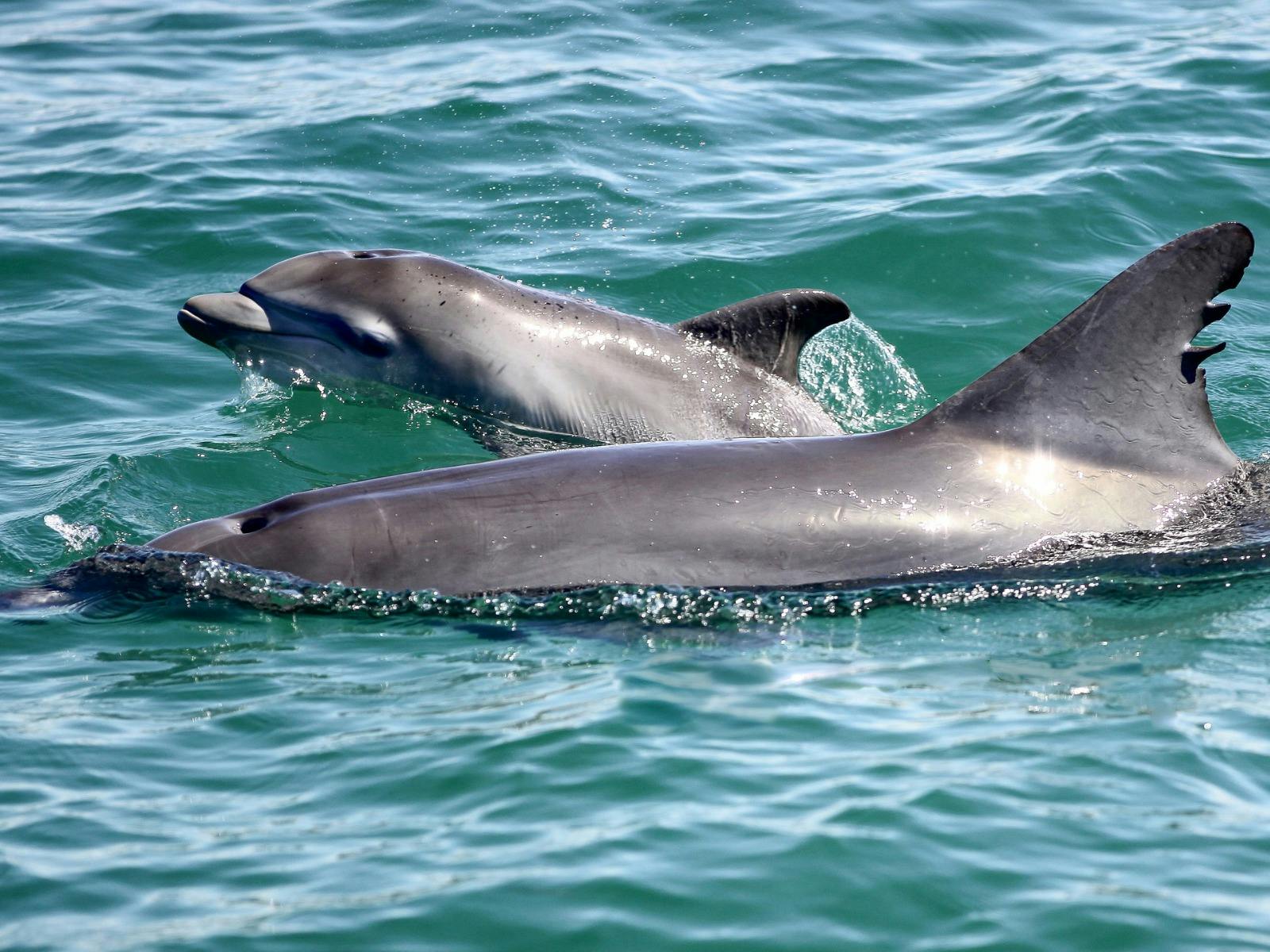 The Boutique Vines & Blue Water Dolphin Cruise