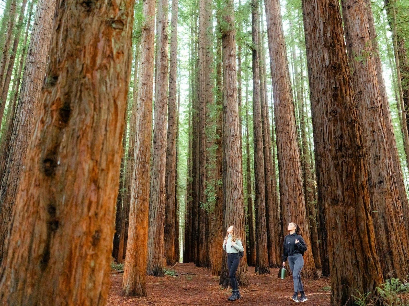two girls walking in the redwood forest