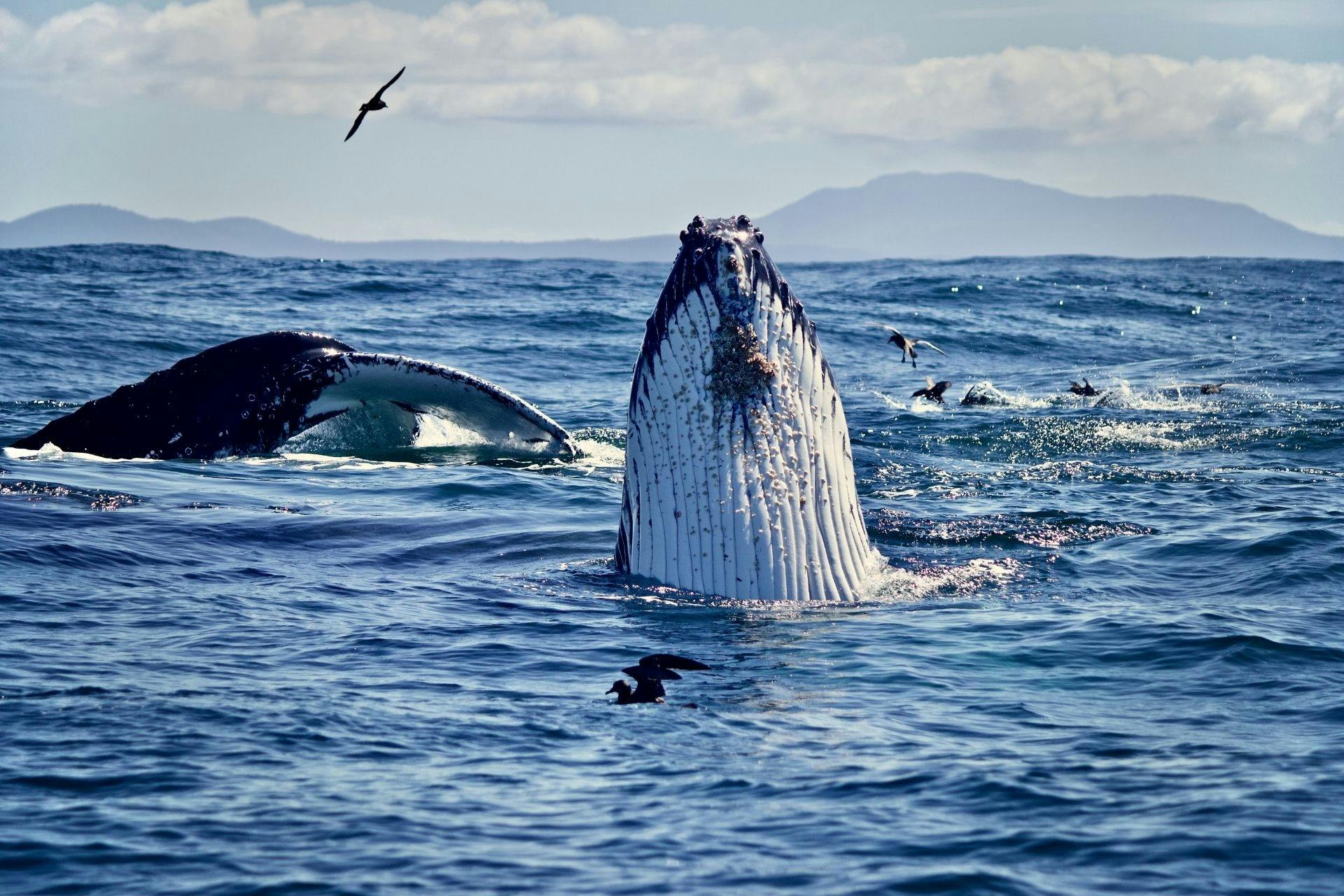 Humpback Whale spy hopping
