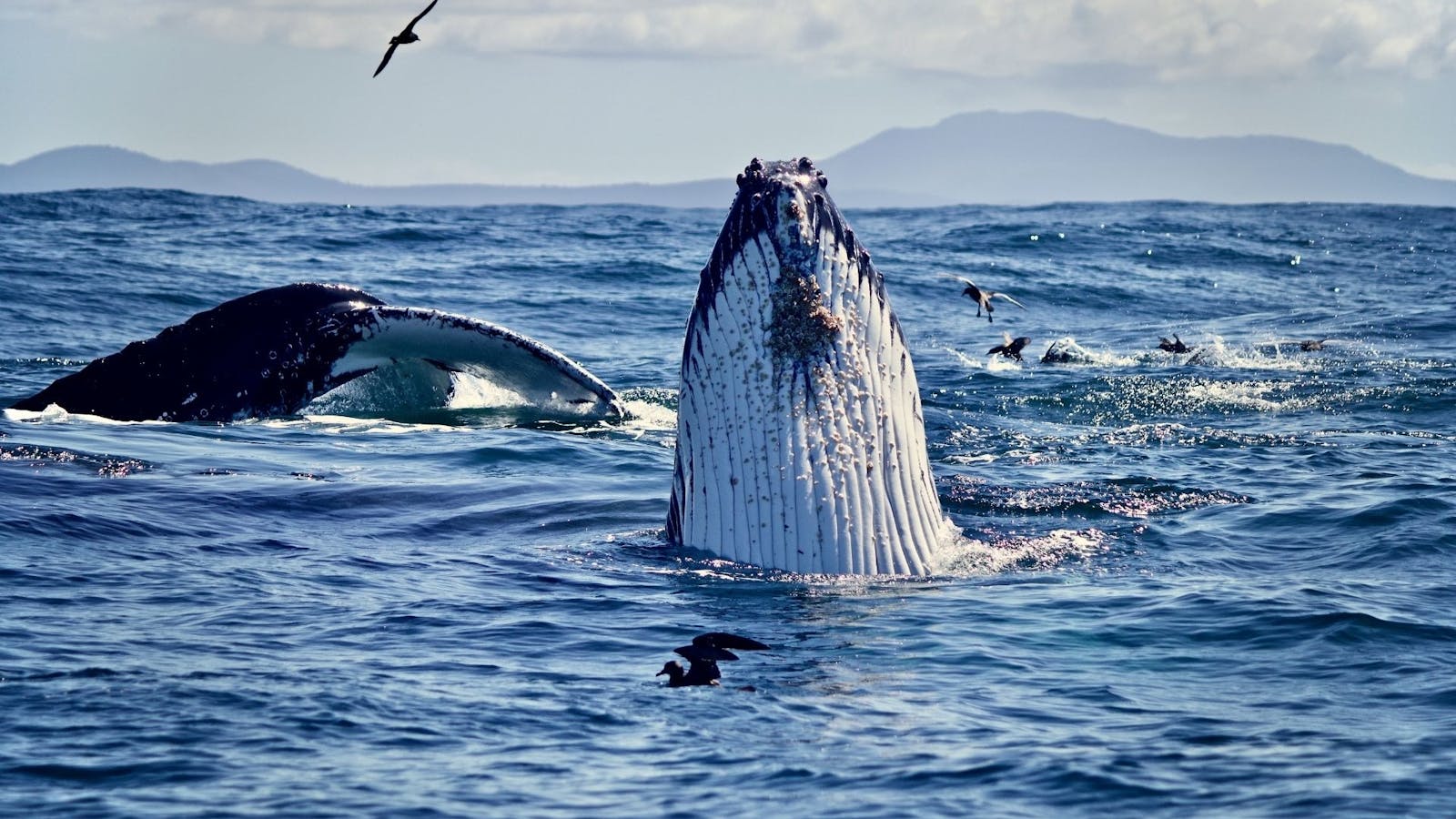 Whale watching in Tasmania