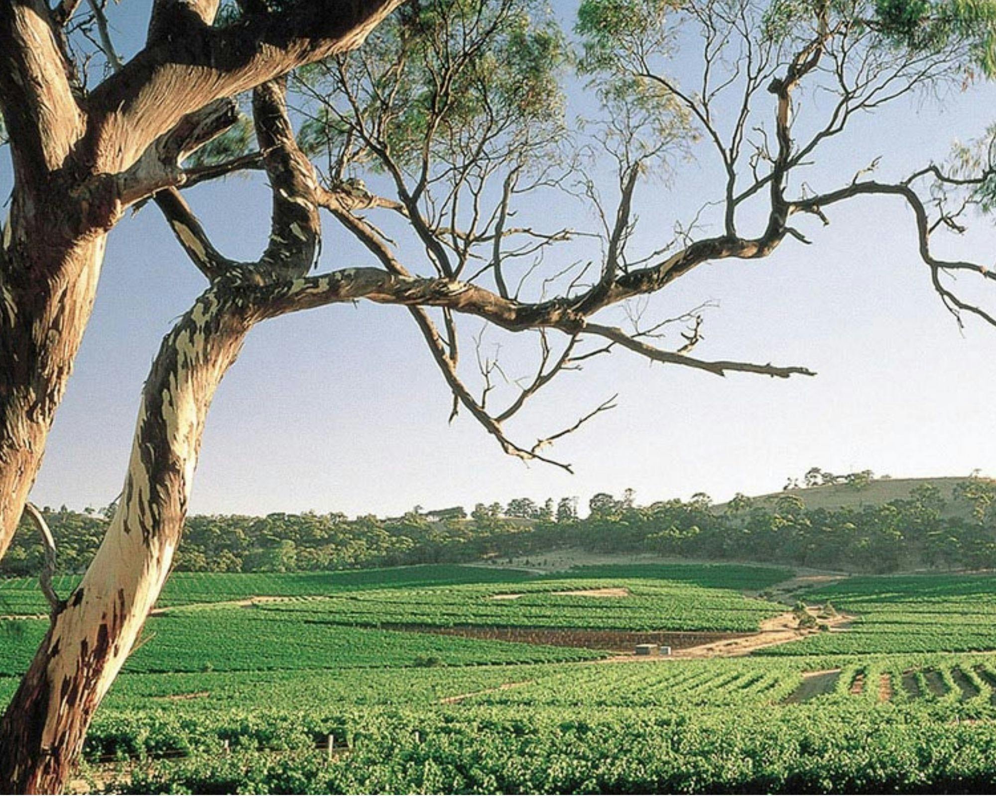 Vineyards - Clare Valley