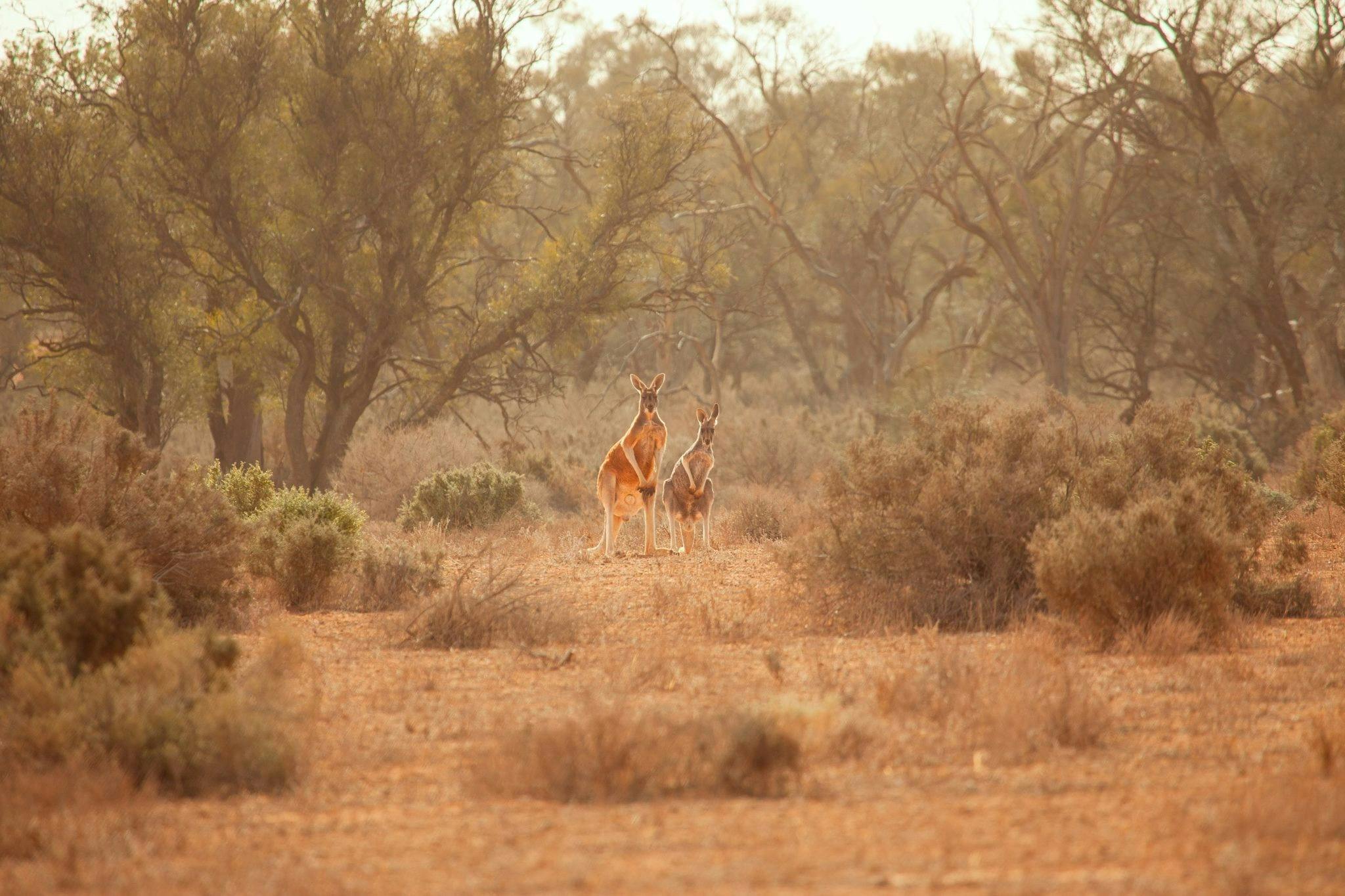 Kangaroos at Mungo National Park