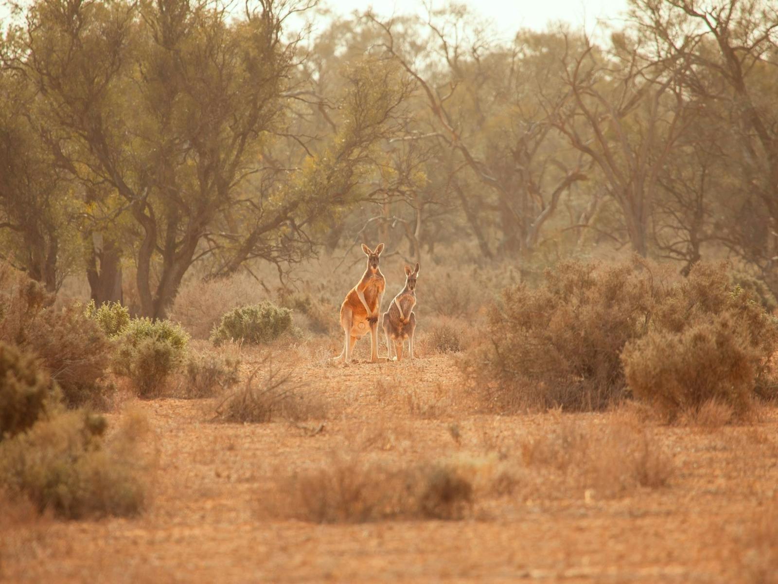 マンゴ国立公園のカンガルー