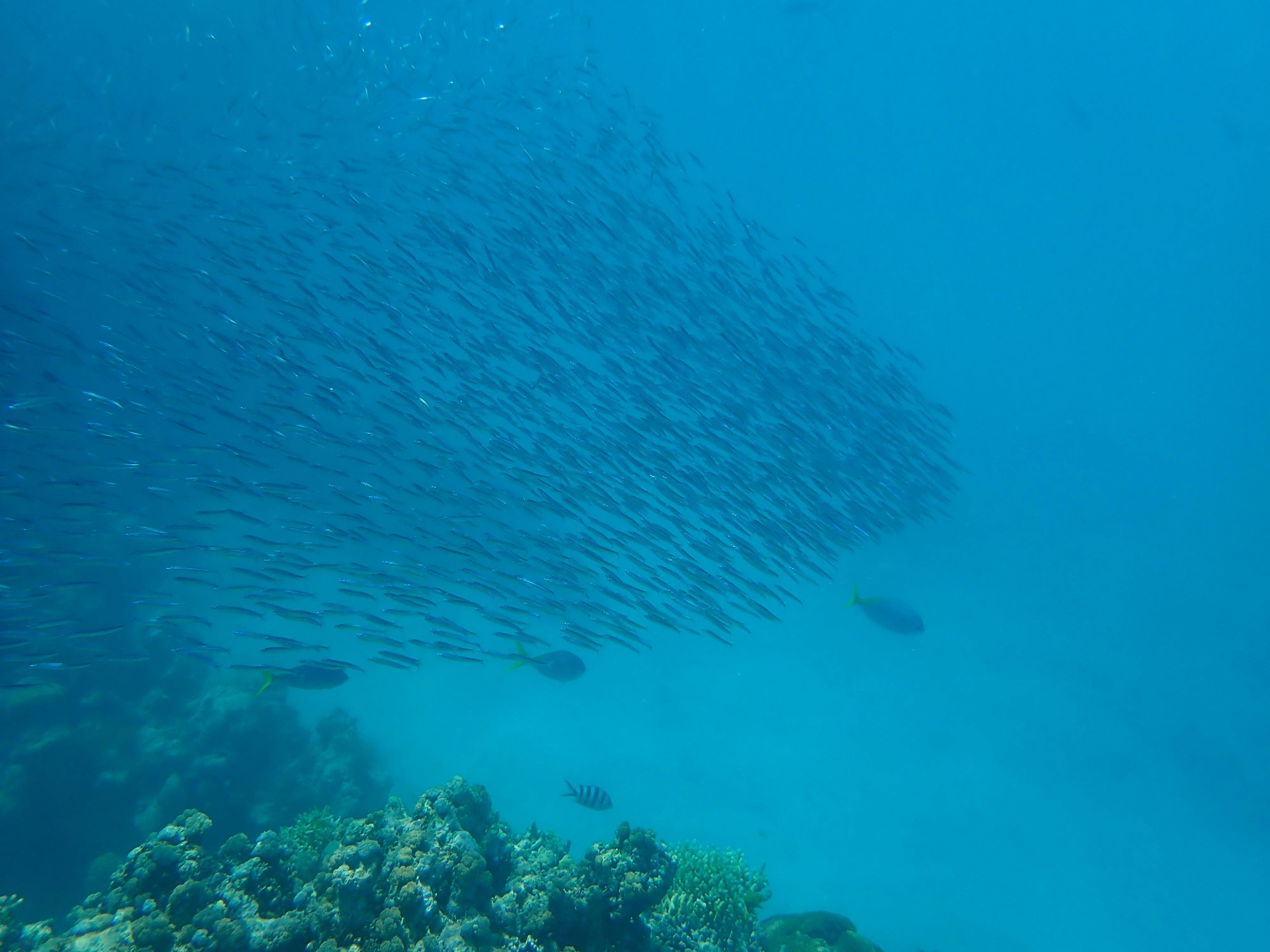 It is fascinating to watch such large schools of fish