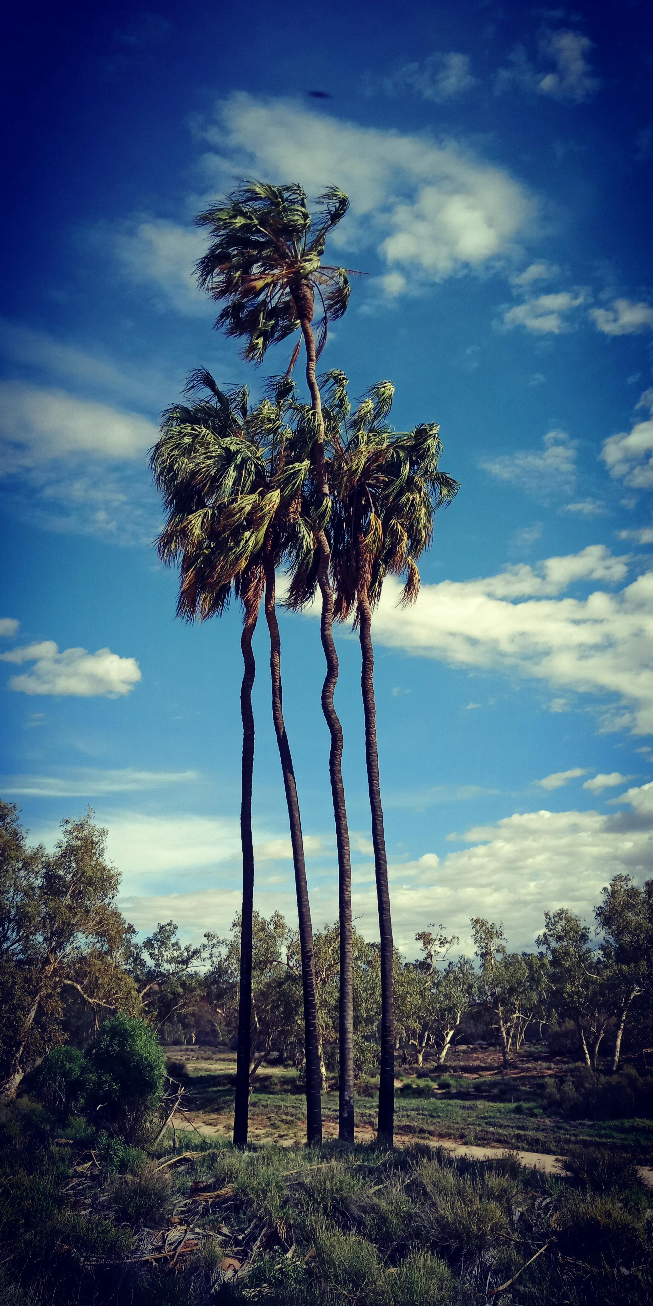 Red Cabbage Palms