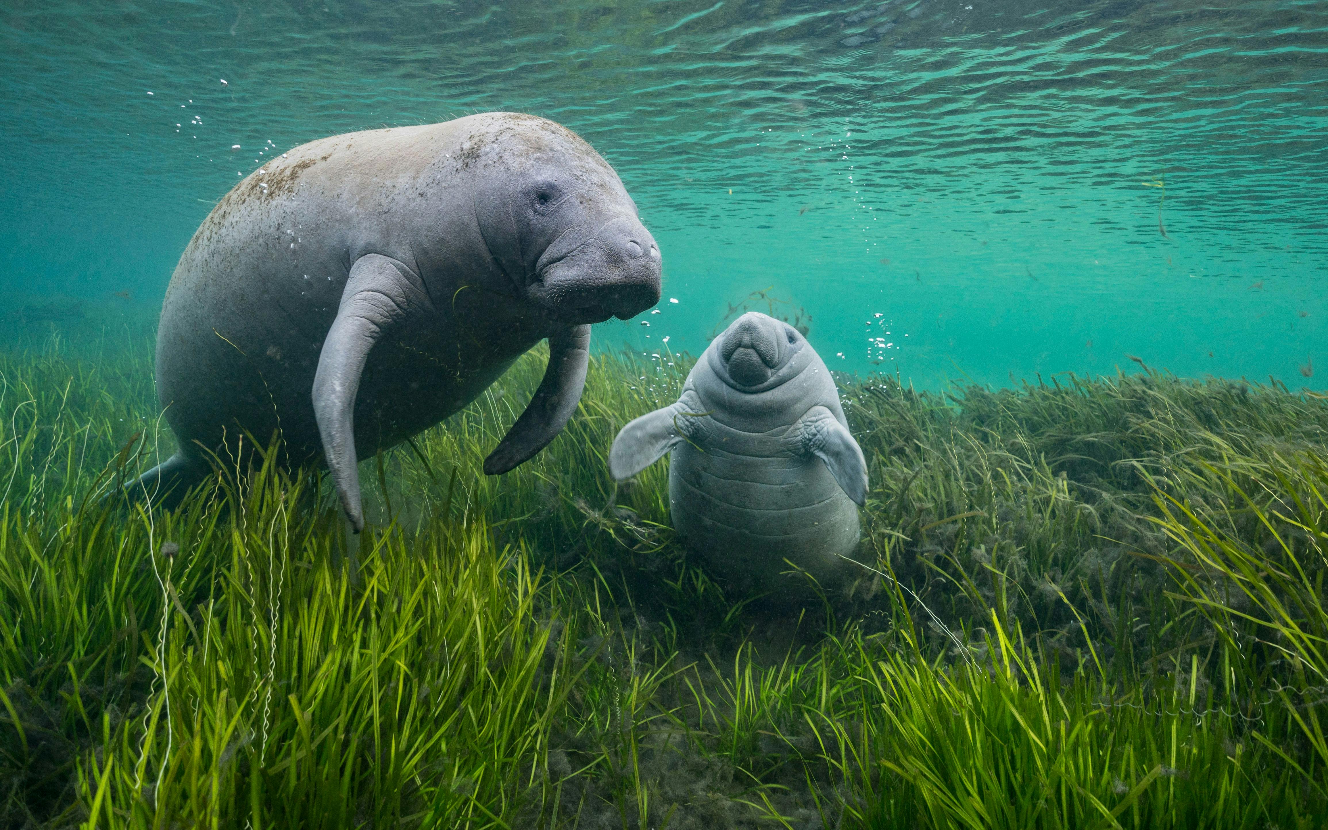 Wildlife Photographer of the Year 60