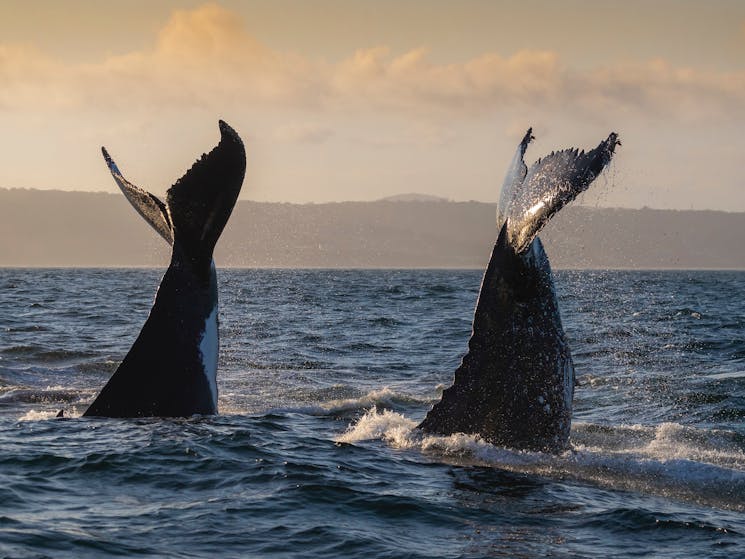 Sunset Whale Tails, Merimbula Whale Watching, Merimbula Boat Tours