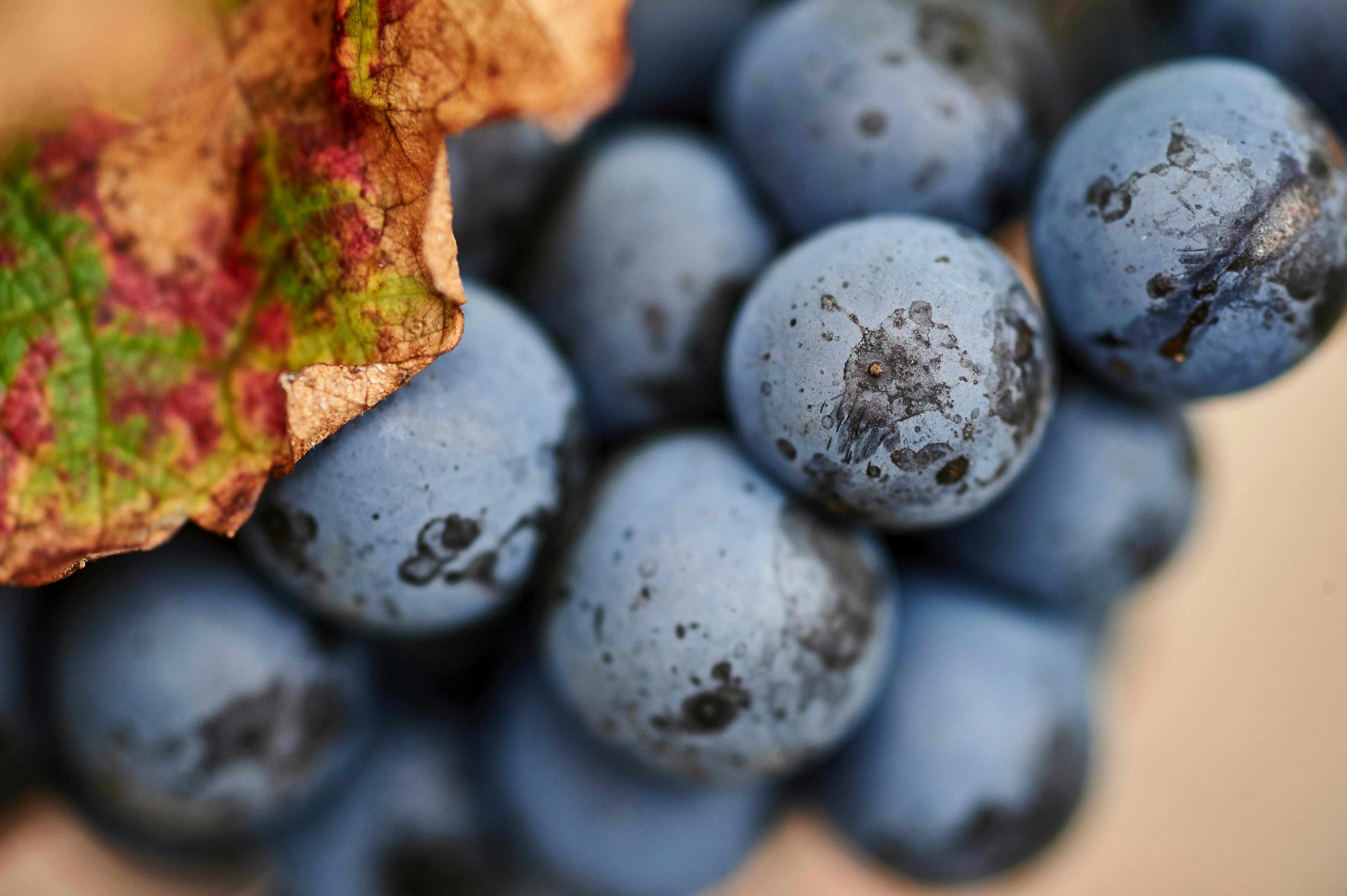 Bunch of grapes
