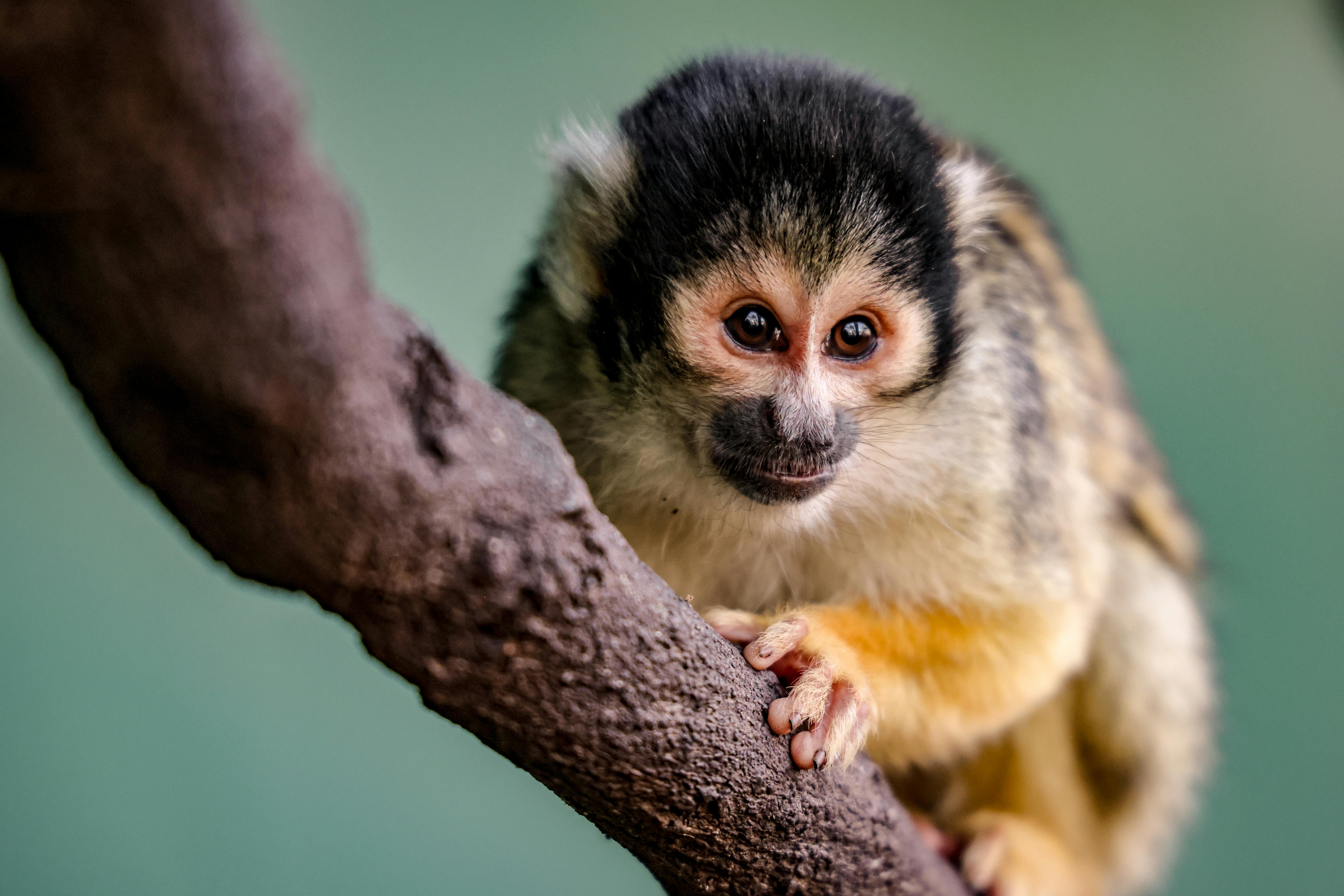 Hunter Valley Wildlife Park