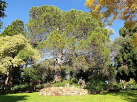 Overnewton Castle lone pine tree in gardens