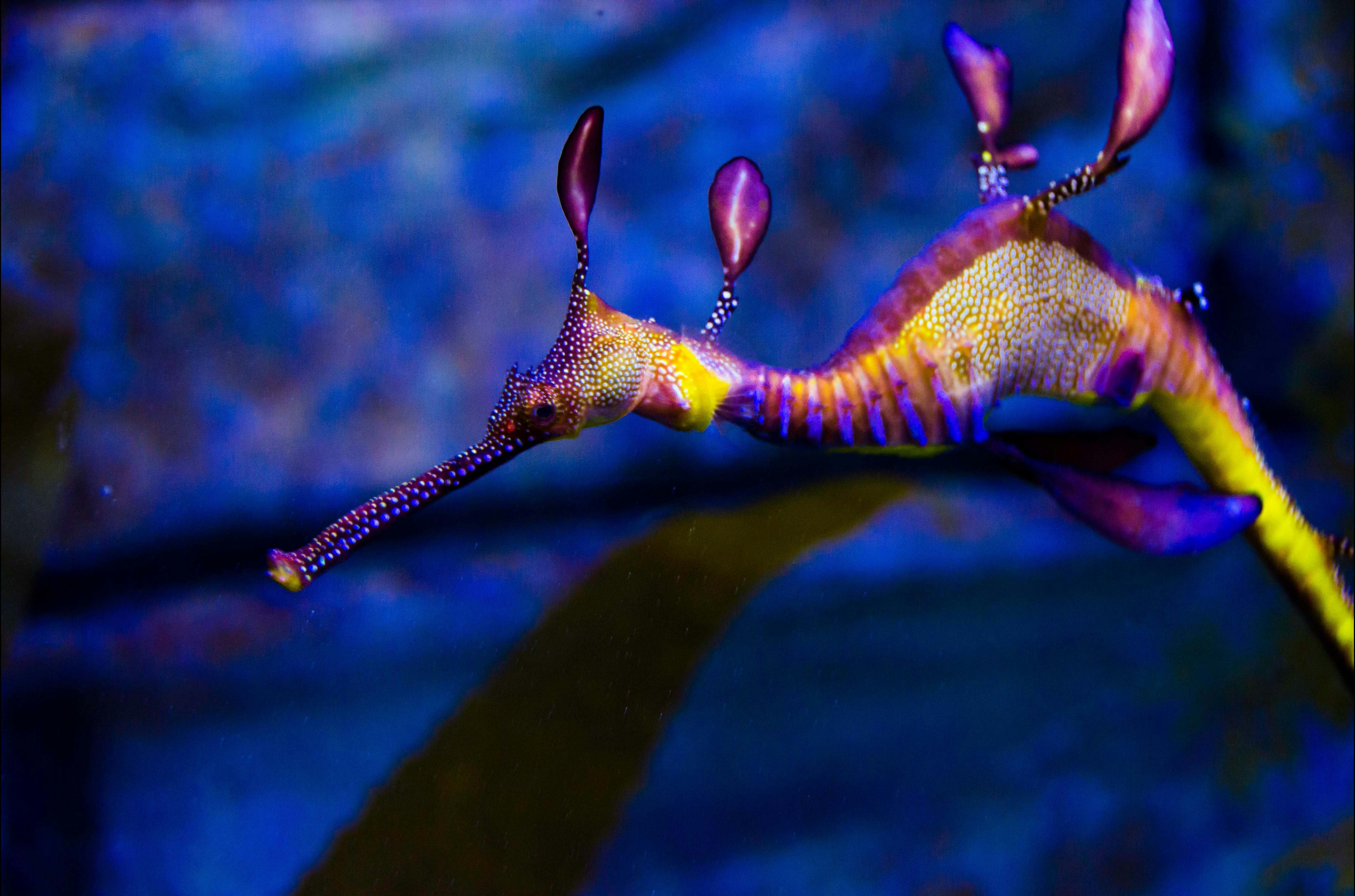 SEA LIFE Melbourne Aquarium