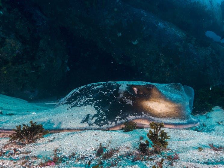 snorkeling Shelly Beach