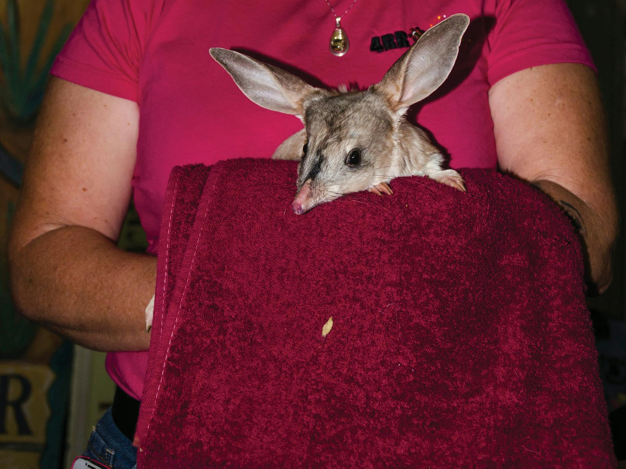 Bilby Experience Bilby Experience