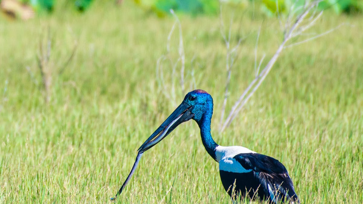 big bird eating snake