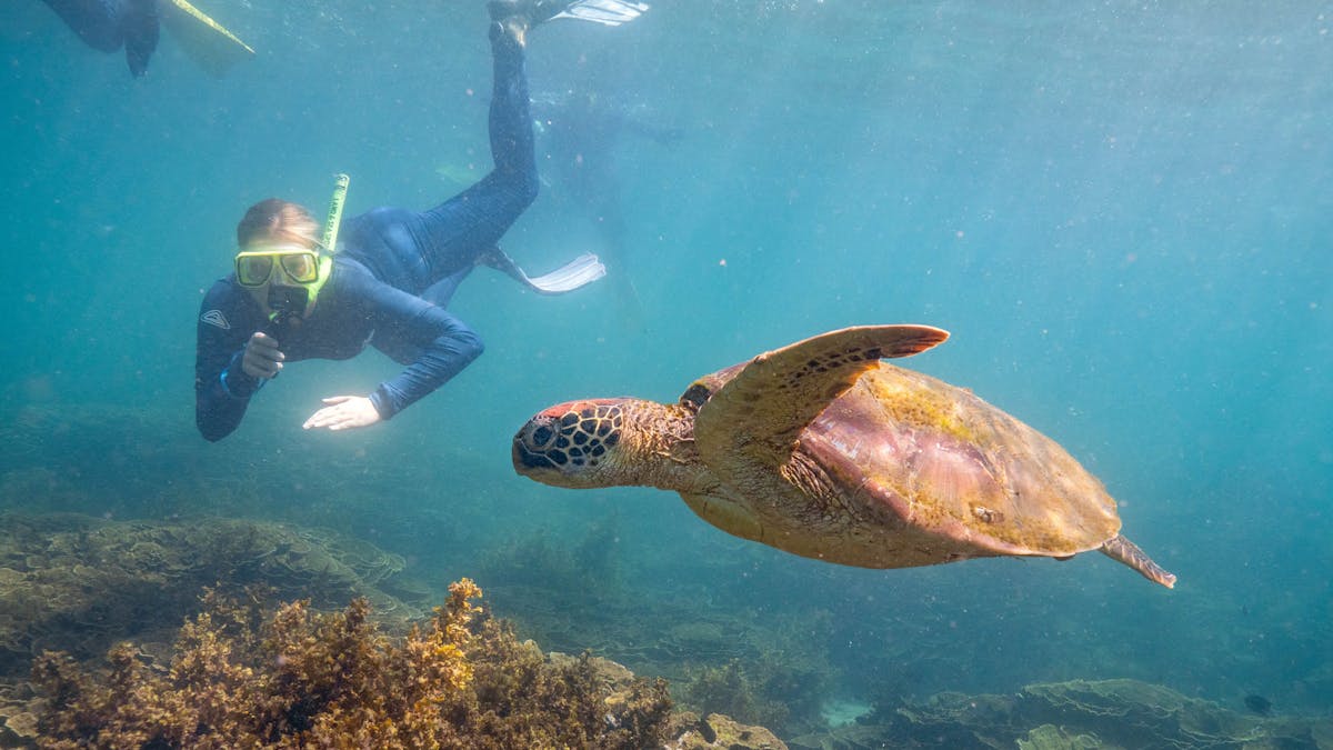Snorkelling with turtles on the Great Barrier Reef