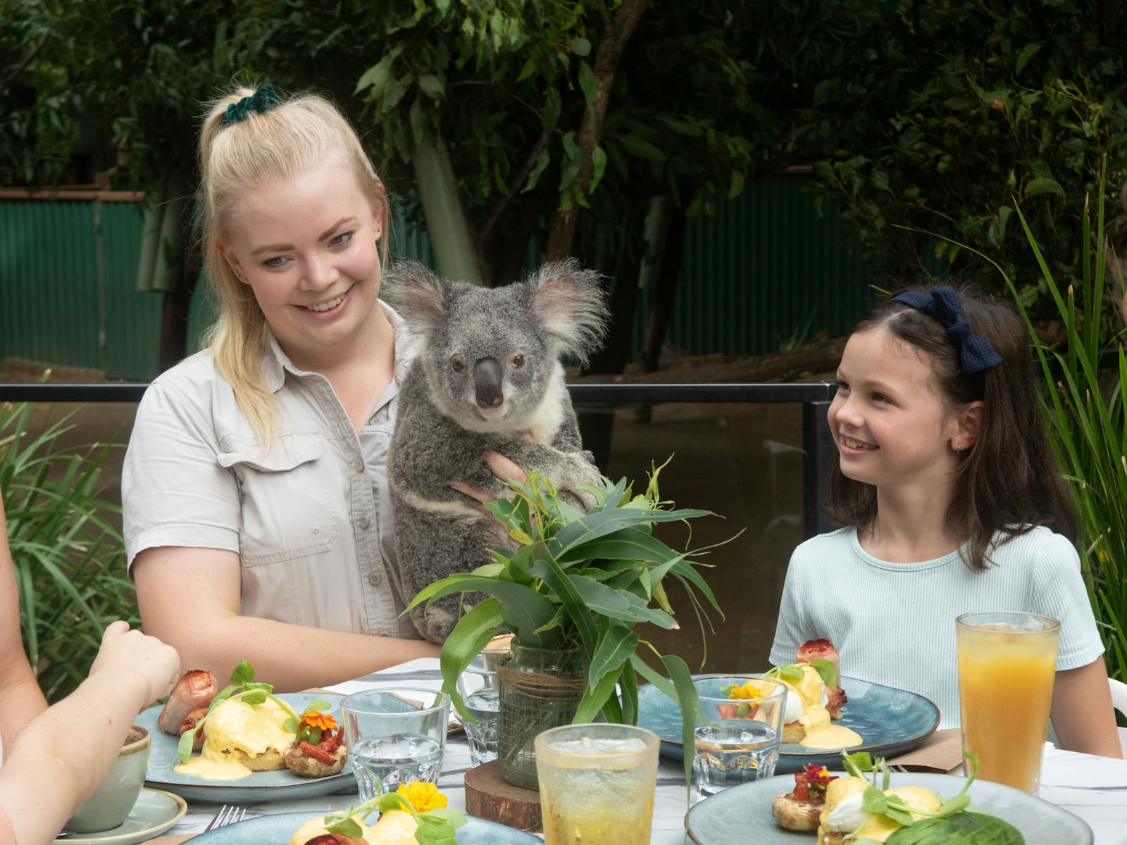Image for Koala Breakfast at Currumbin Wildlife Sanctuary