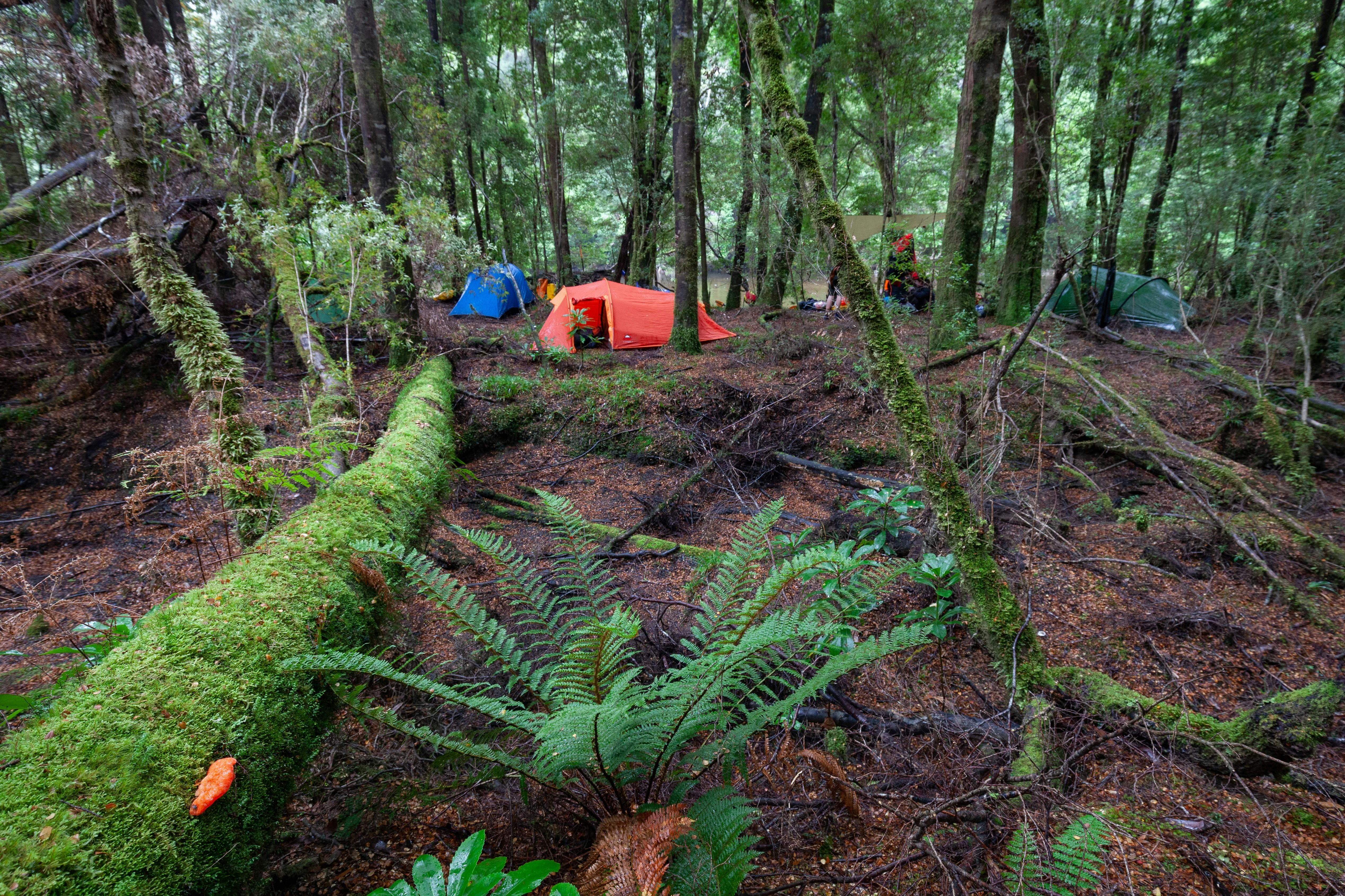 Tarkine Rainforest Expedition