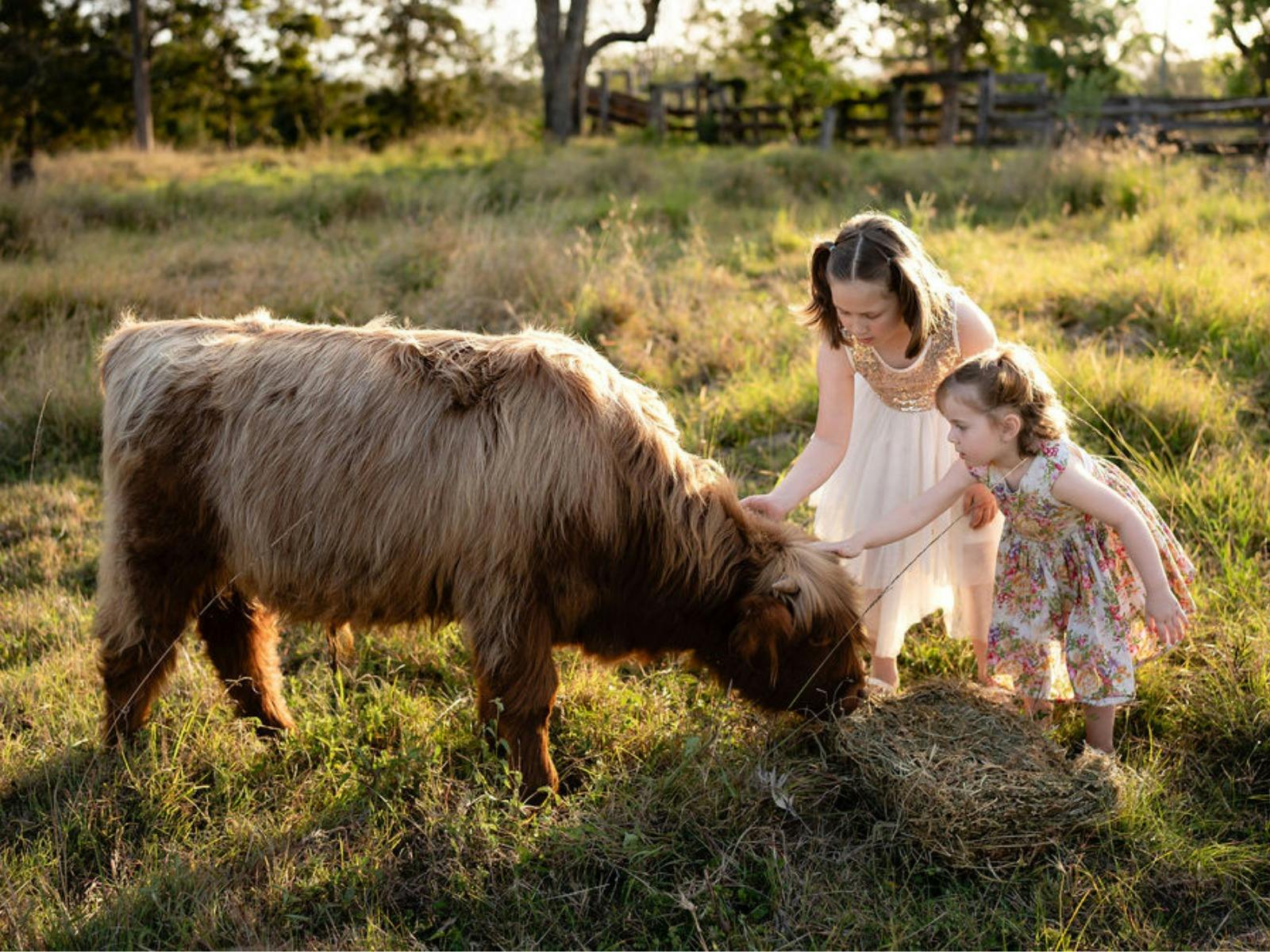 Children petting cute highland cow Children petting cute highland cow