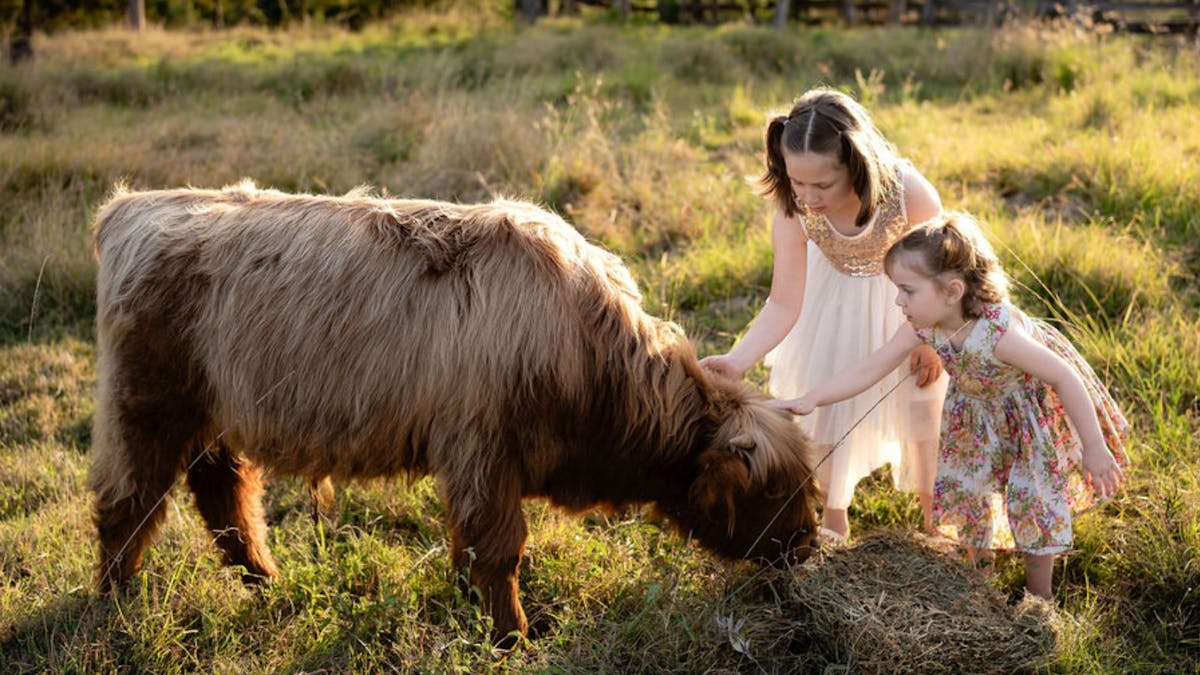 Children petting cute highland cow