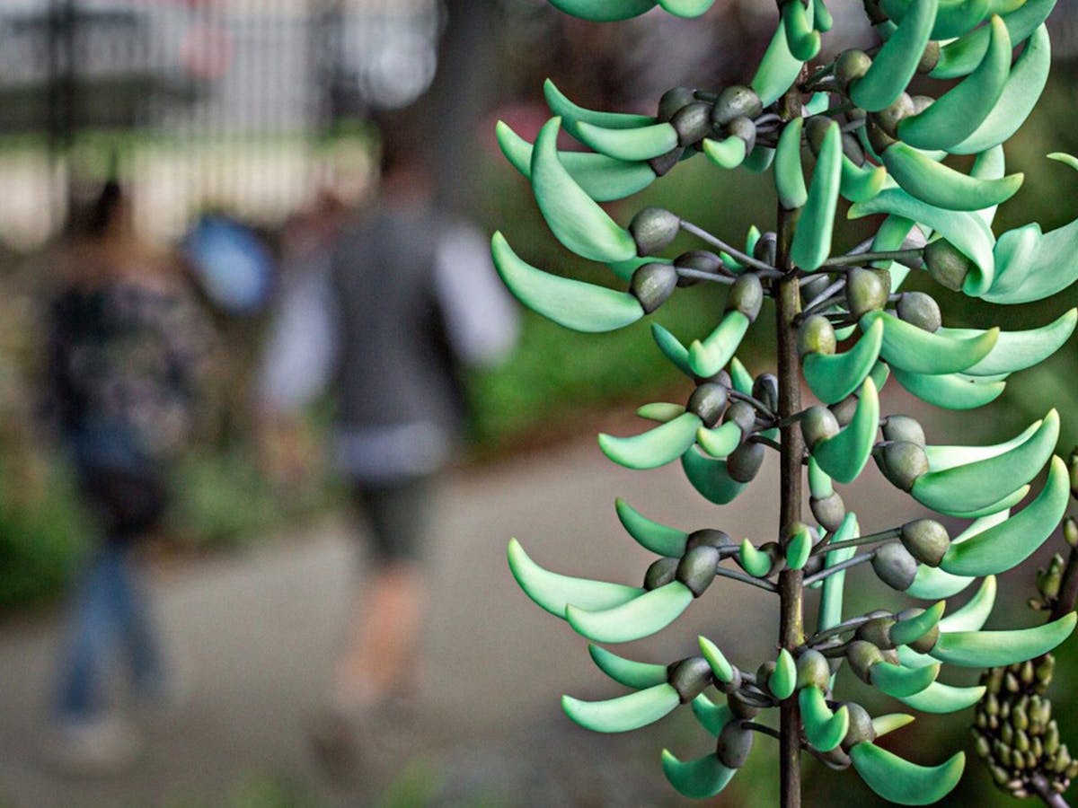 Strongylodon macrobotrys, commonly known as Jade Vine