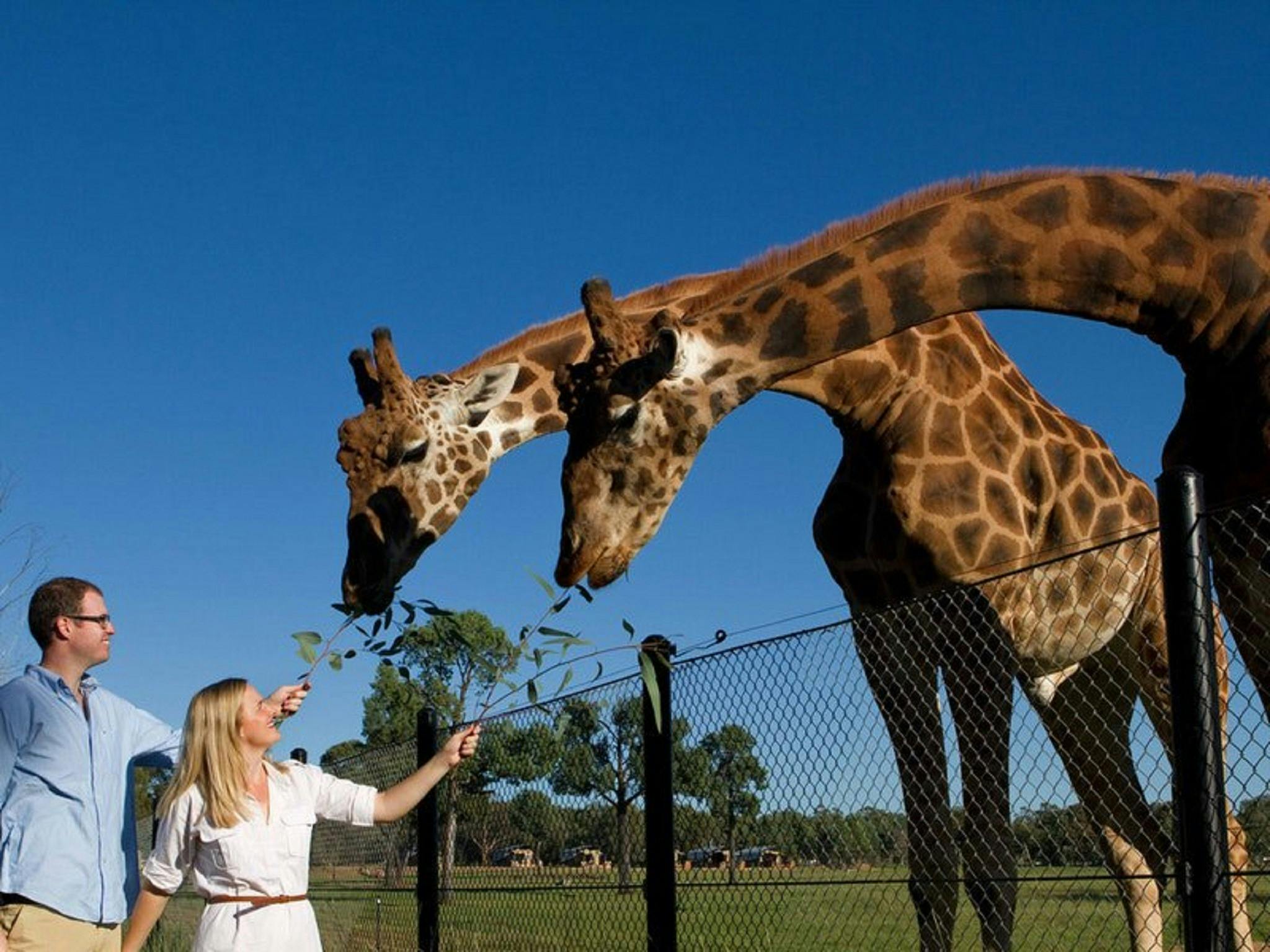 Feeding giraffes on an all-inclusive overnight Zoofari Experience