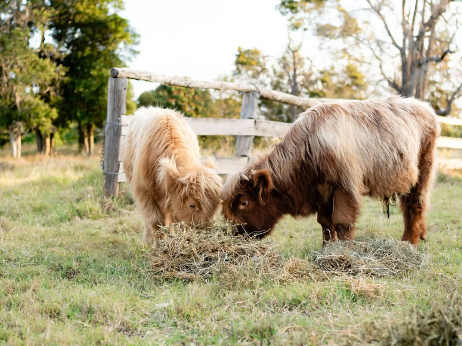 Highland cows eating hay on farm