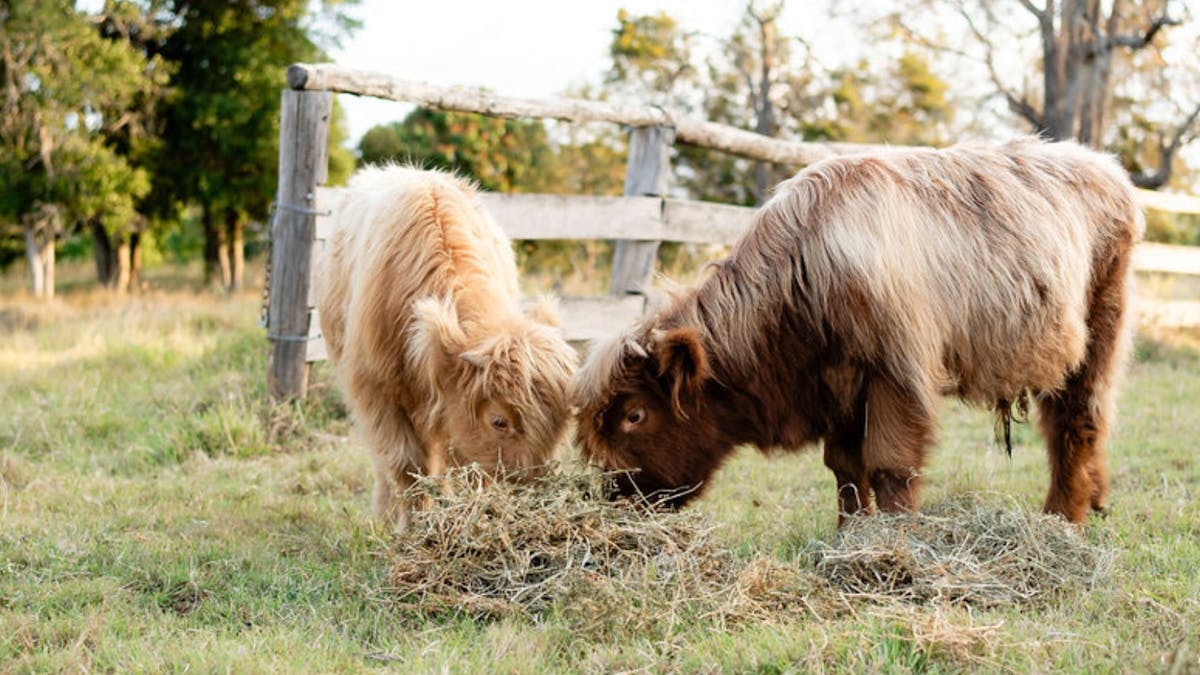 Highland cows eating hay on farm